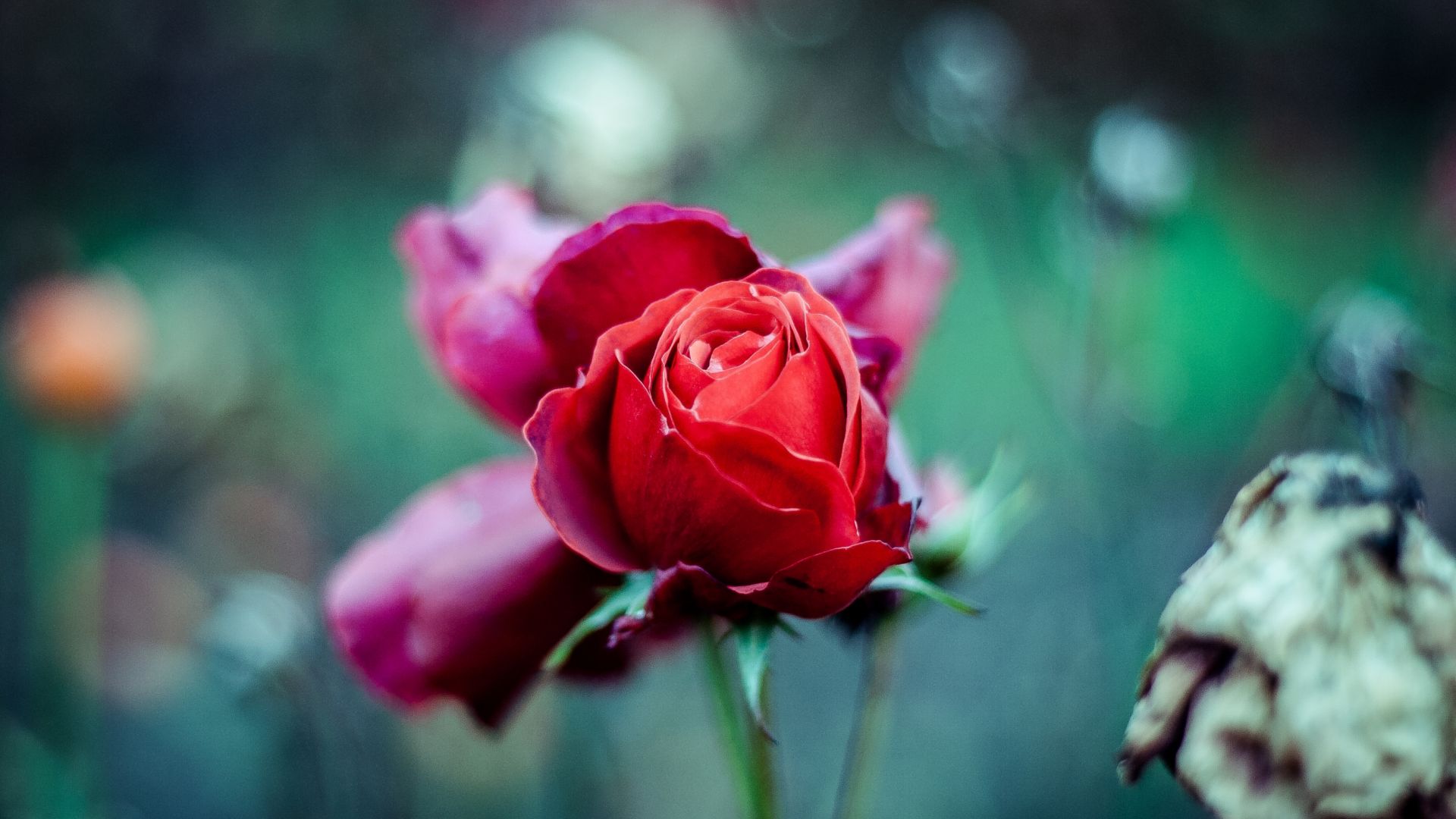 Wallpaper Red rose, flower bud, stem, blur