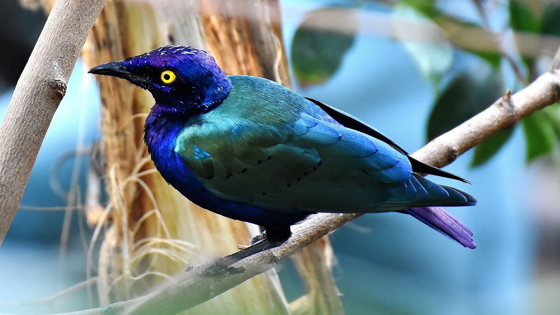 Wallpaper Bronze-tailed starling, bird, blue bird, sitting