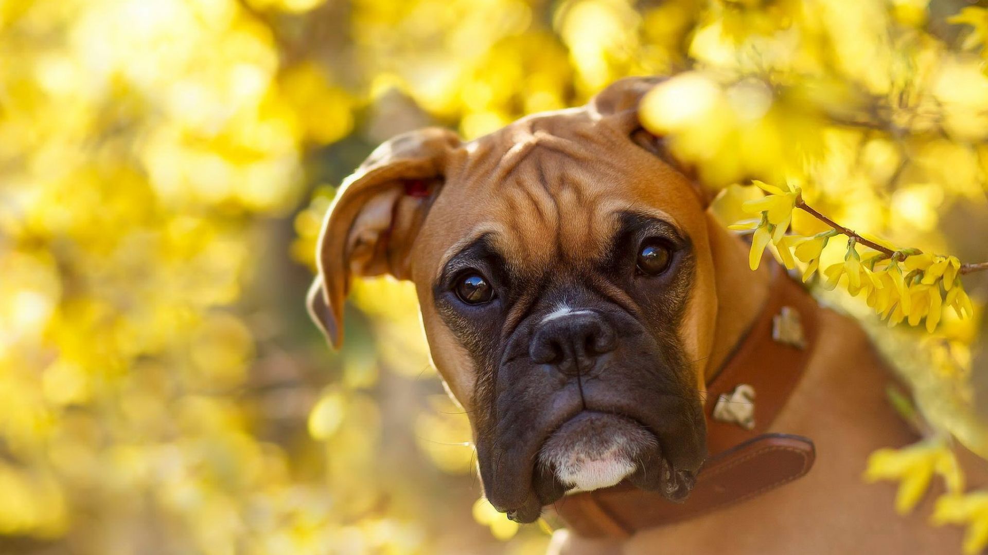 Wallpaper Boxer dog, curious animal, muzzle, yellow leaves