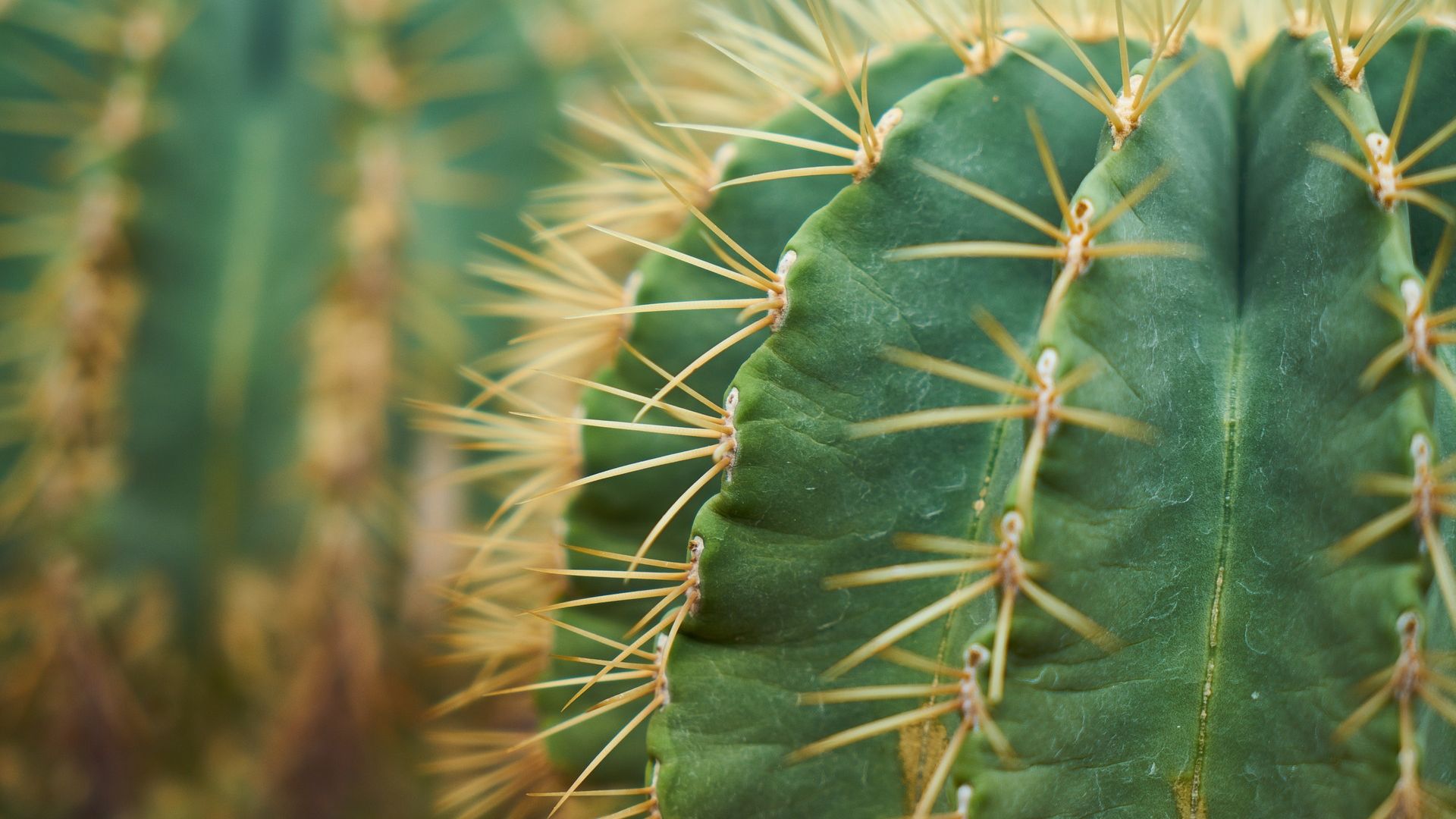 Wallpaper Cactus, plants, green, thorns
