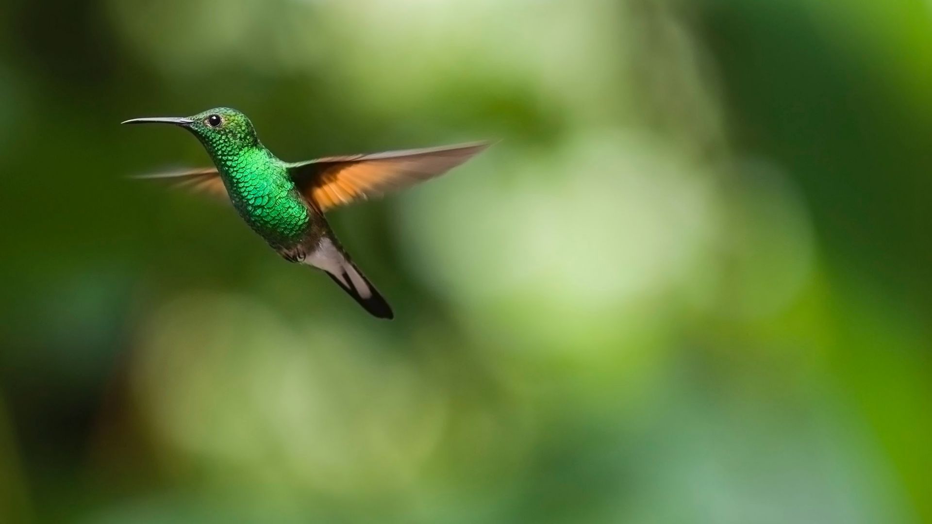 Wallpaper Hummingbird, green cute birds, blur