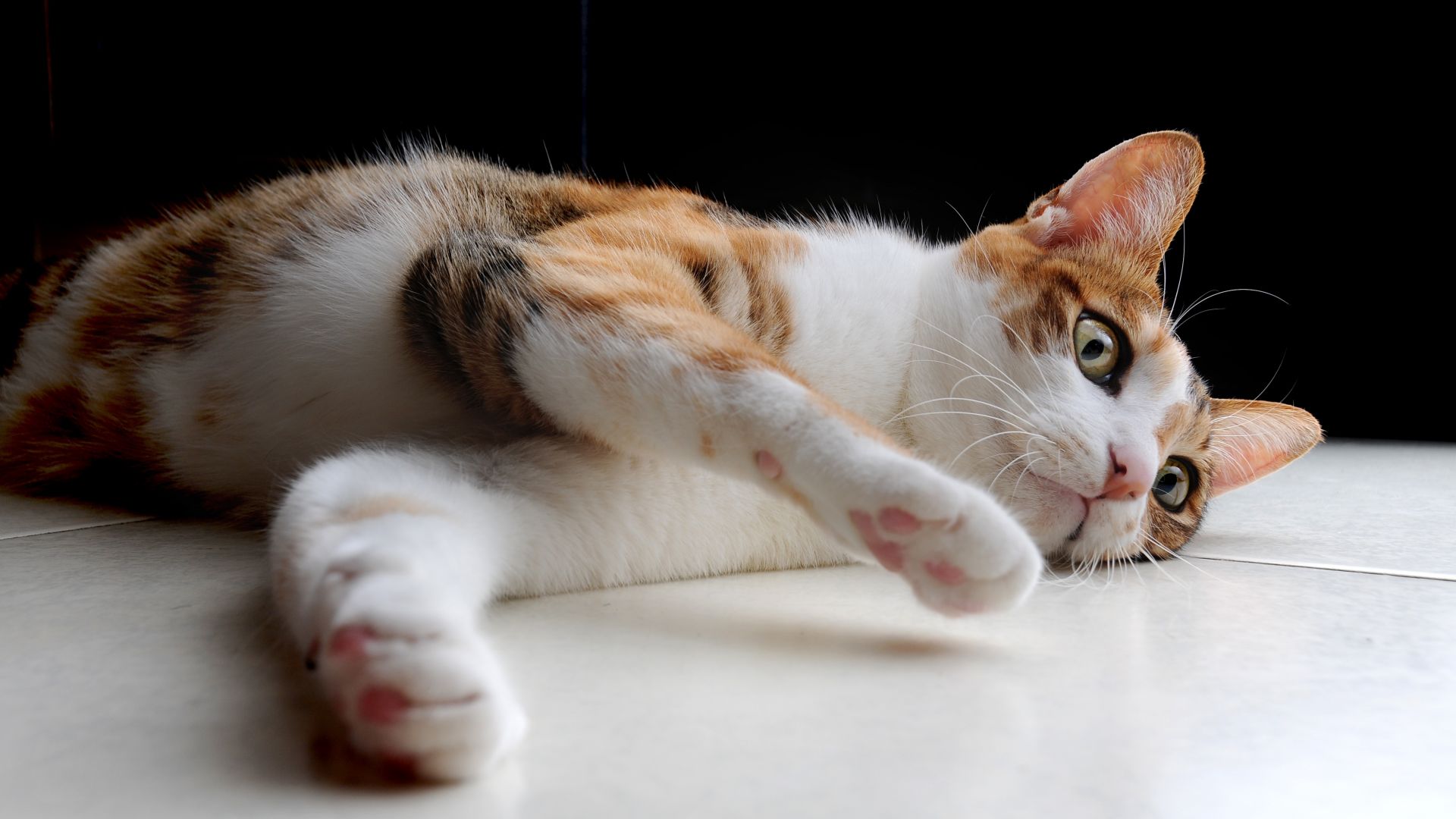 Wallpaper Cute cat, play, lying