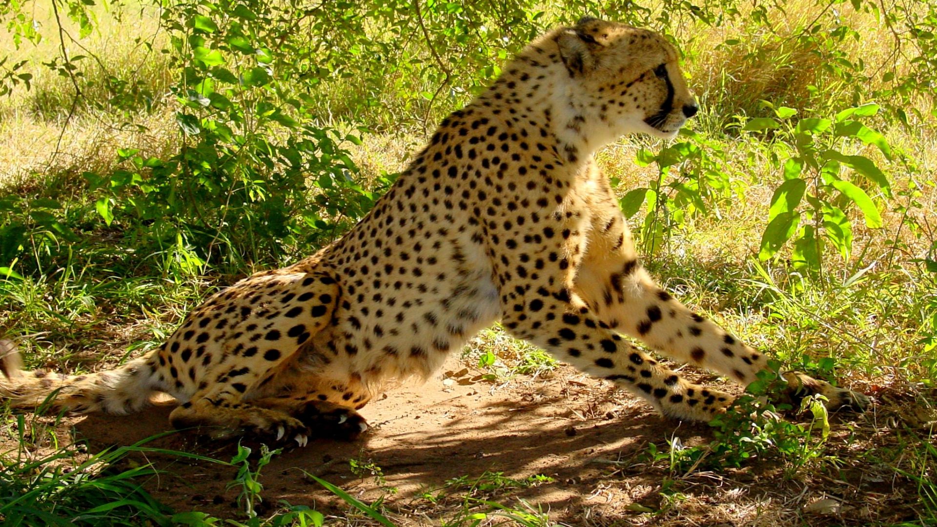 Wallpaper Cheetah, wild animal, predator, animal, sit
