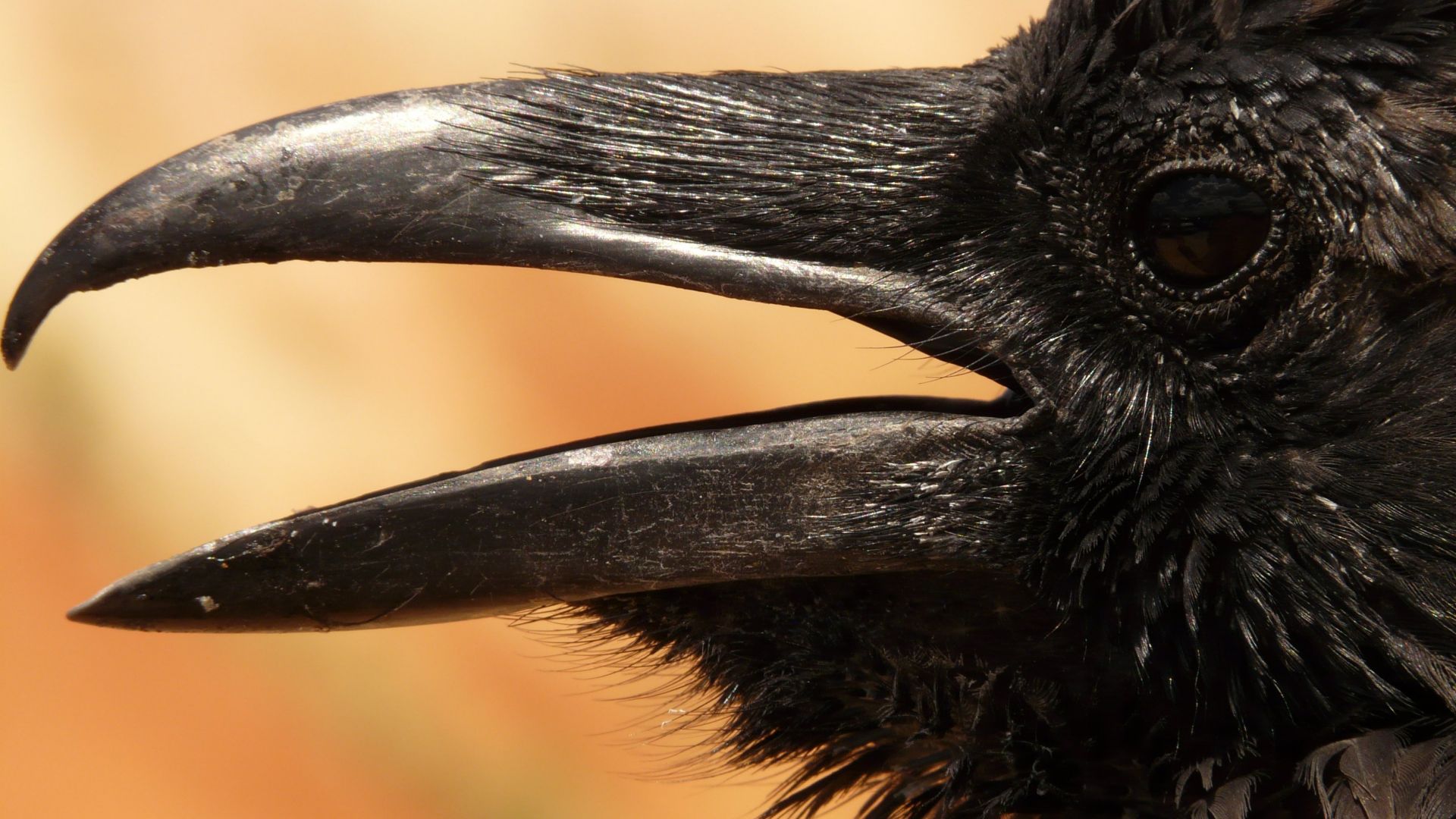 Wallpaper Raven, crow, muzzle, beak, black bird