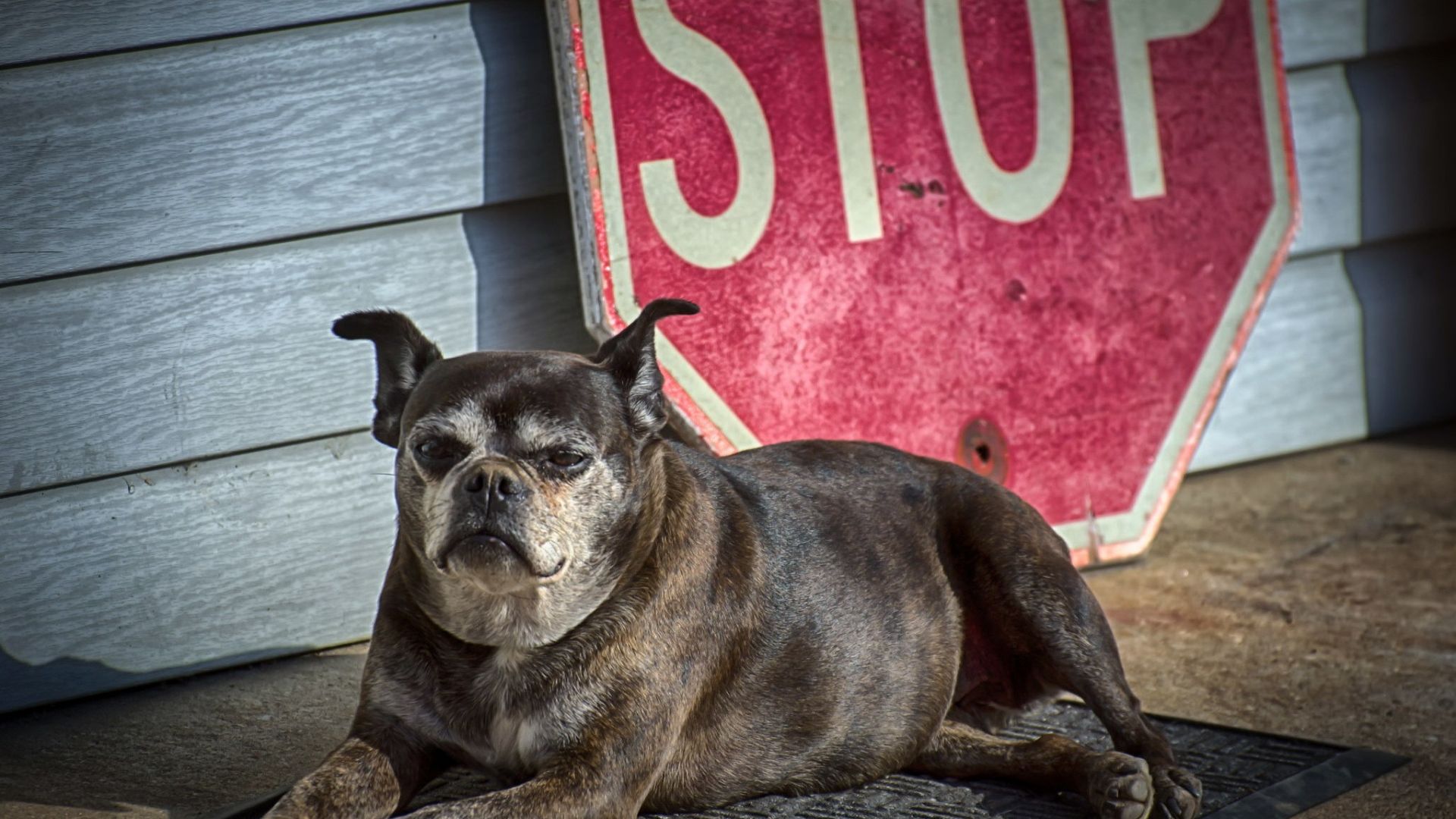 Wallpaper American Staffordshire Terrier Dog, sitting, animal