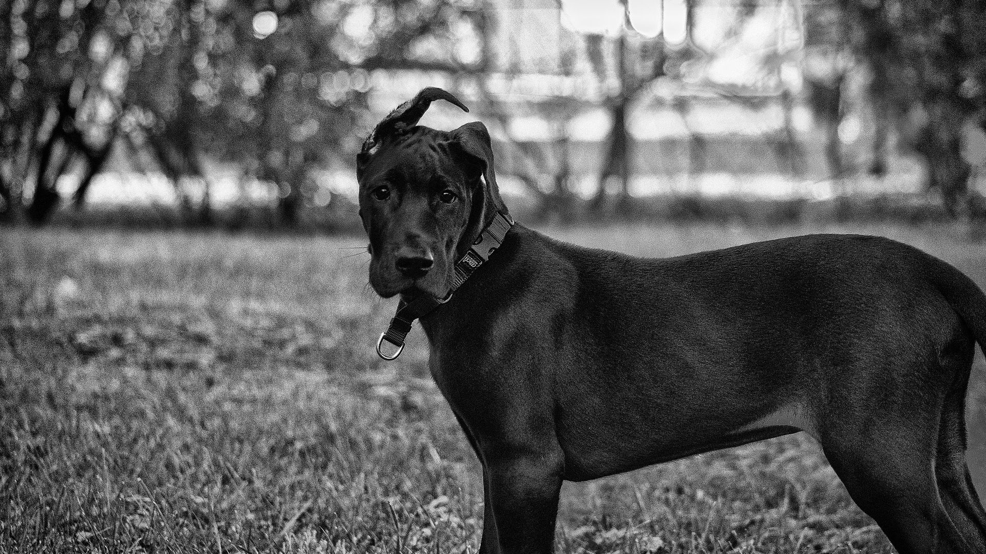 Wallpaper Great Dane dog, animal monochrome