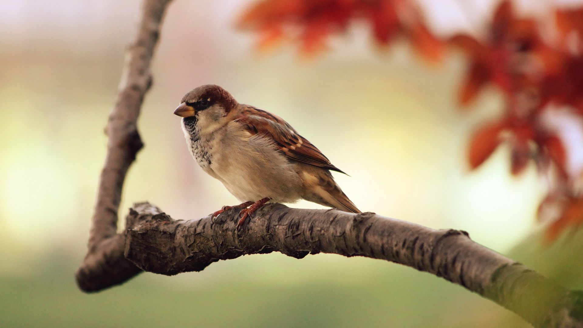 Wallpaper Sparrow bird, sitting on tree branch