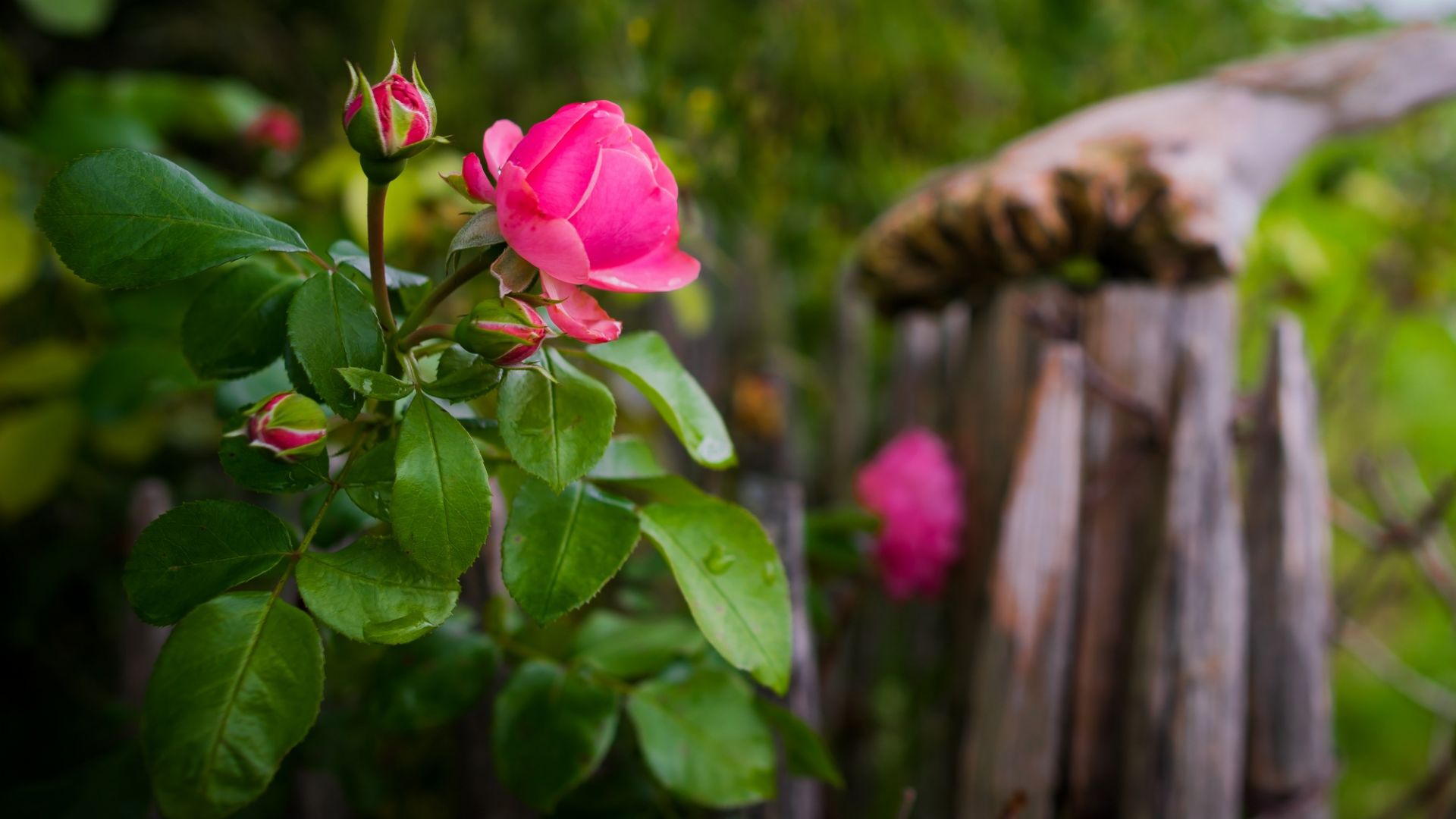 Desktop Wallpaper Pink Rose Flower, Plant, Blur, Hd Image, Picture,  Background, M8ewrq