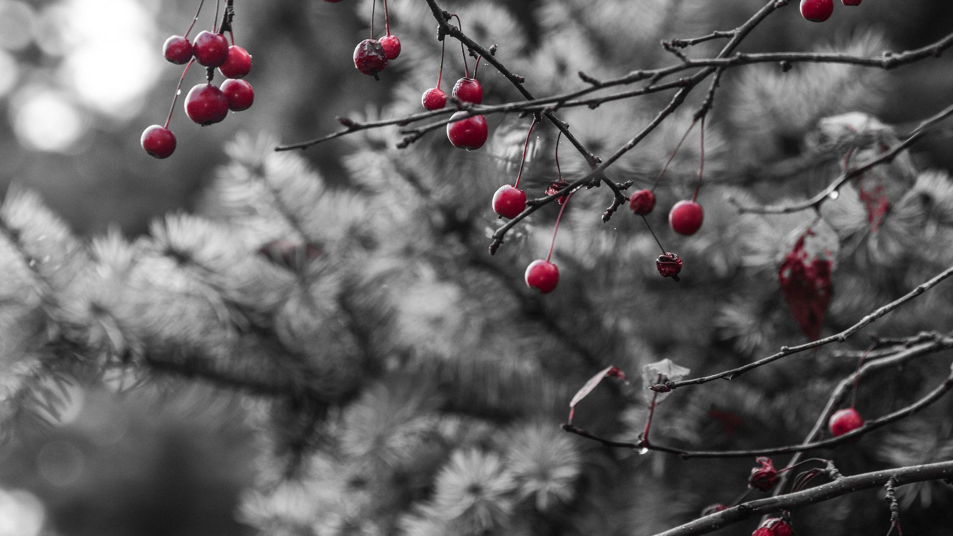 Wallpaper Red berries, tree branch, fruits, spring