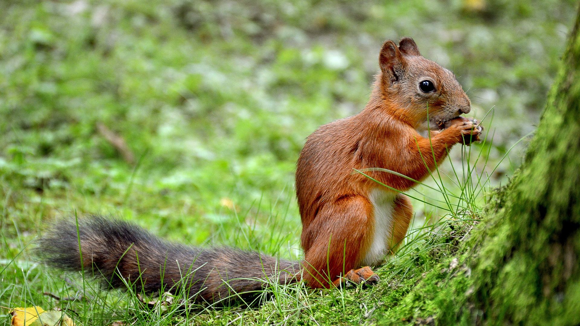 Wallpaper Squirrel, summer, eating