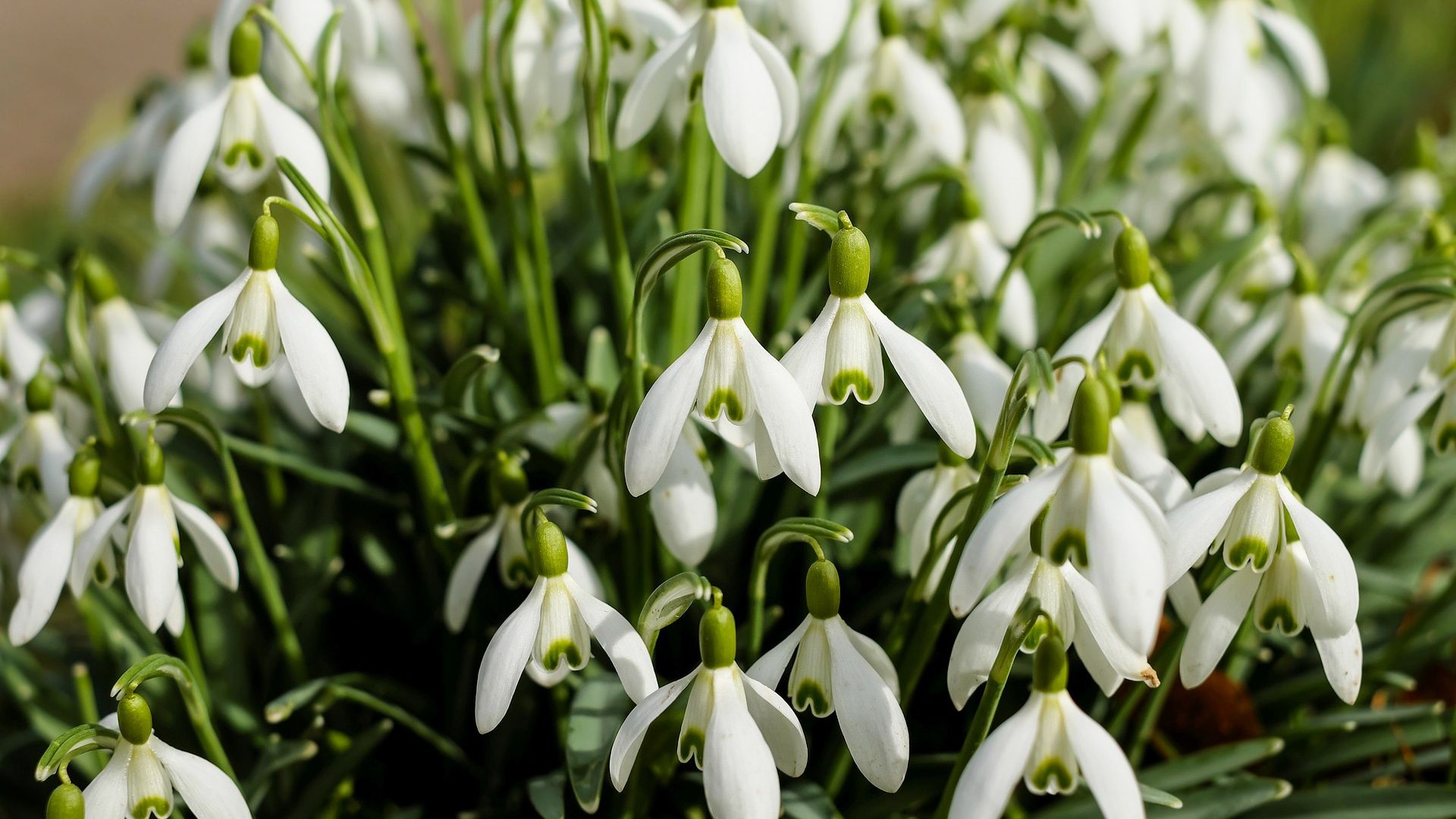Desktop Wallpaper Snowdrop Plants, White Flowers, Spring, Blossom, Hd  Image, Picture, Background, Mbskwe