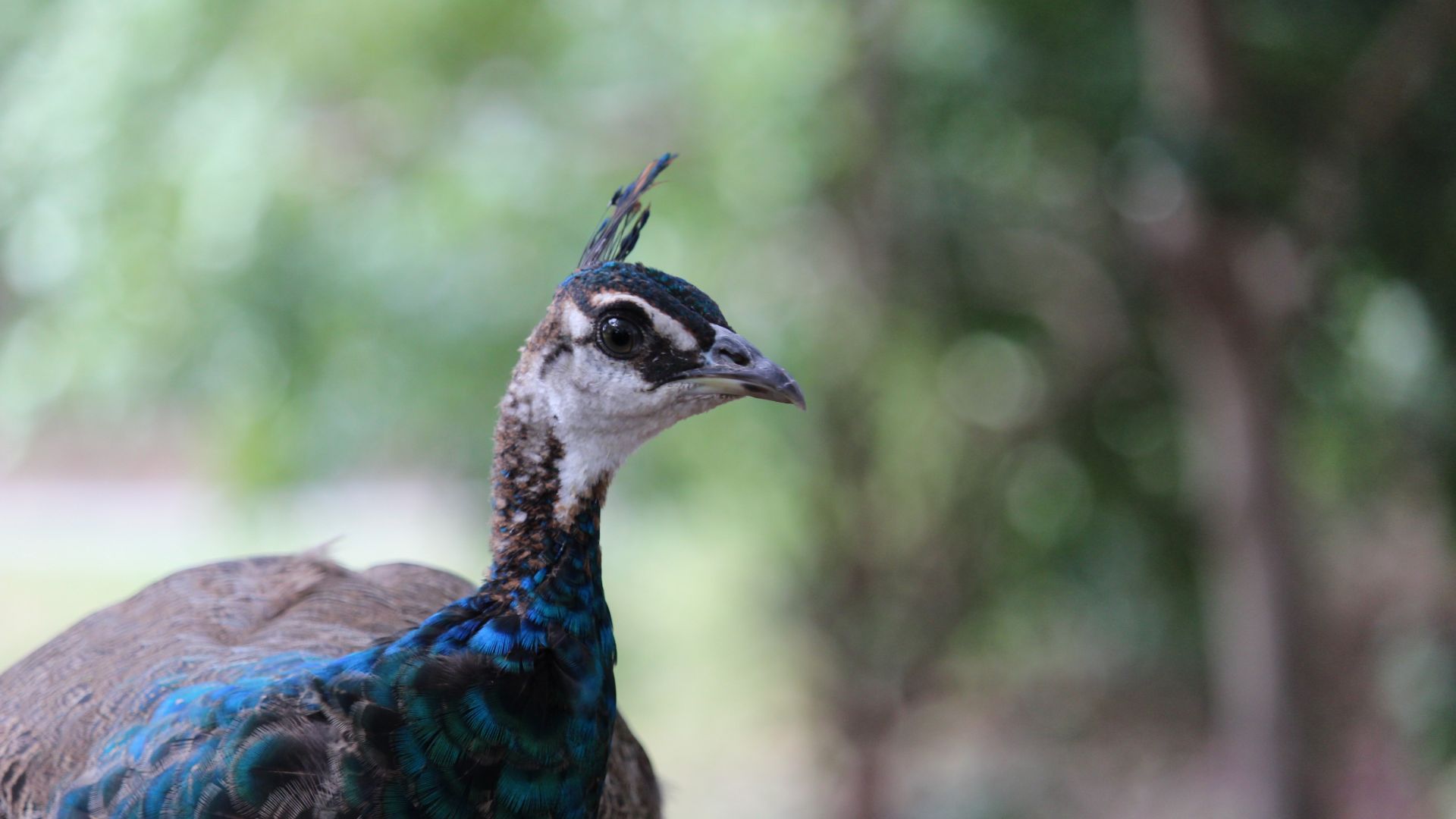 Wallpaper Peacock, bird, bokeh