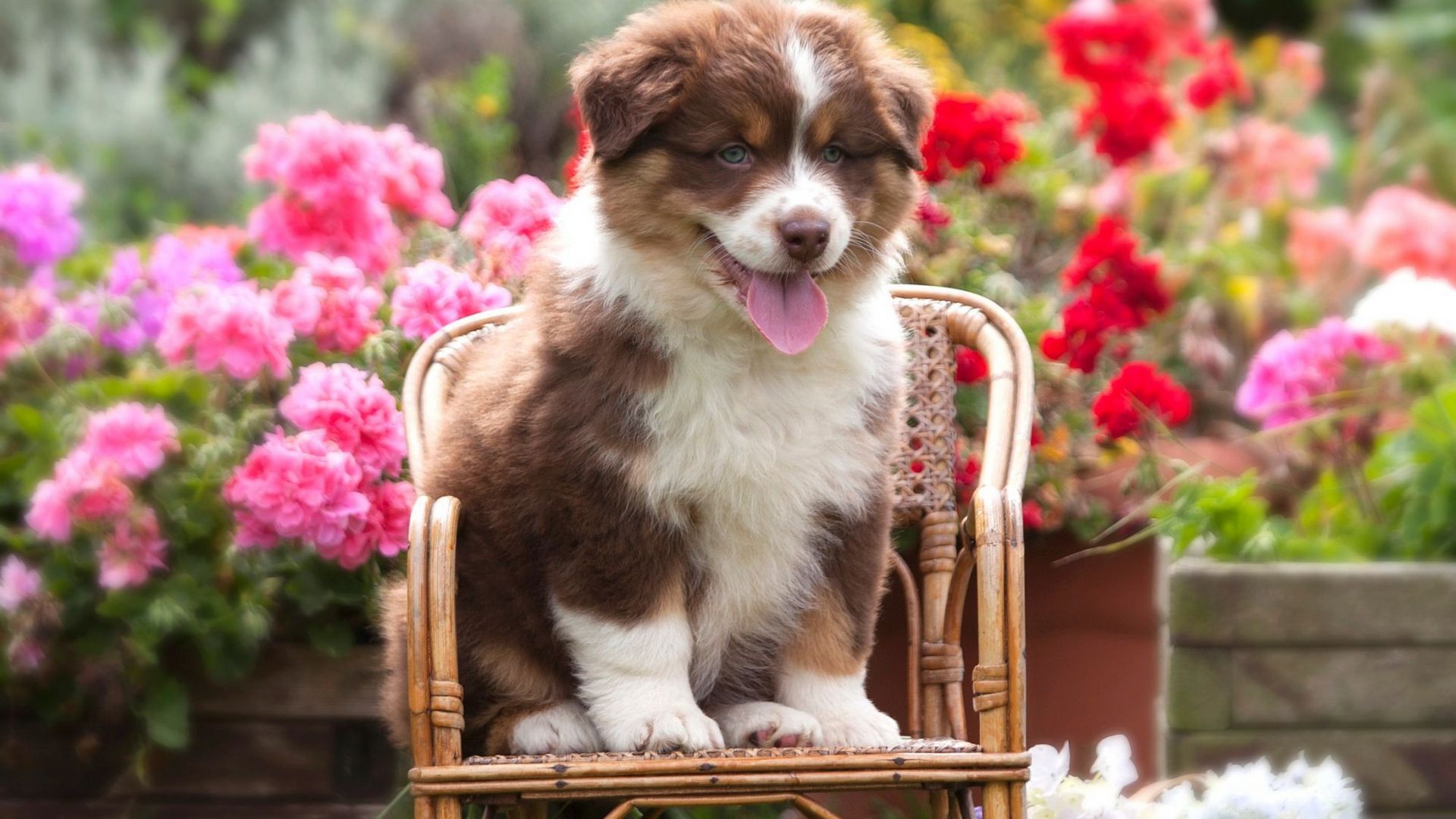 Wallpaper Australian shepherd, dog, puppy, sitting on chair