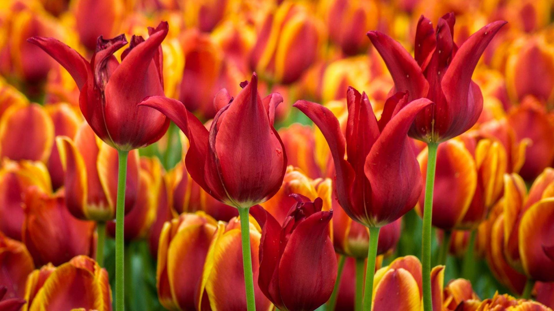 Wallpaper Red tulips, flower farm field, summer