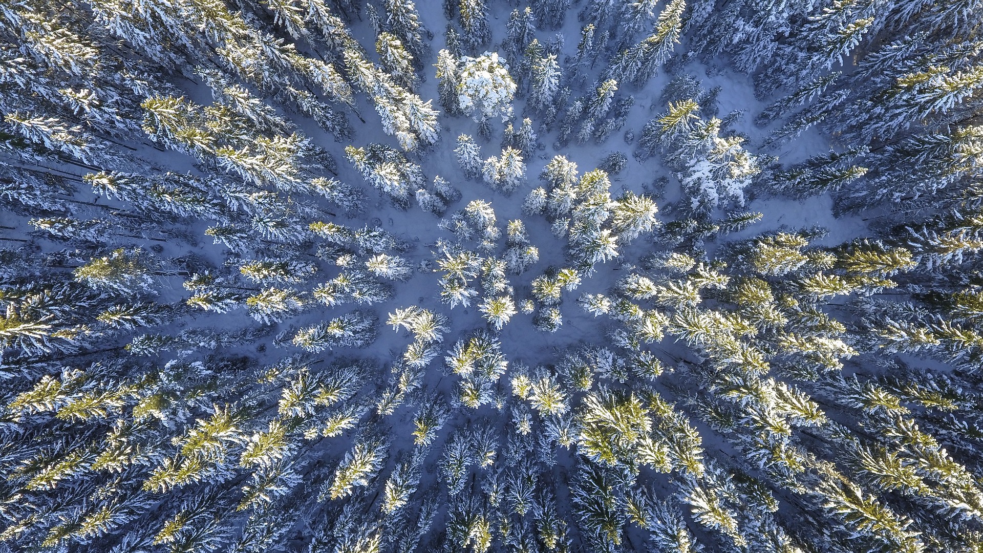 Wallpaper Aerial view, forest, winter, snow frost, nature, tree