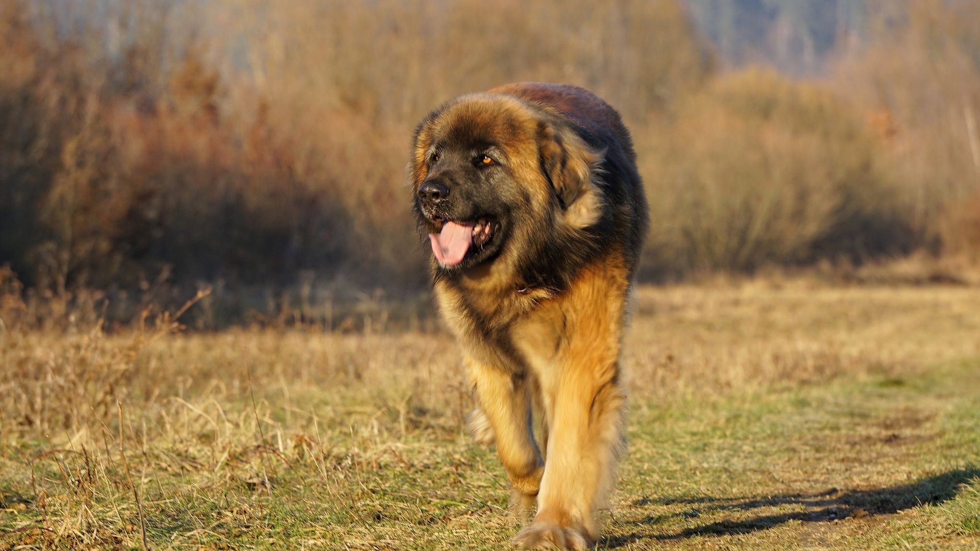 Wallpaper Leonberger dog, run, meadow, landscape