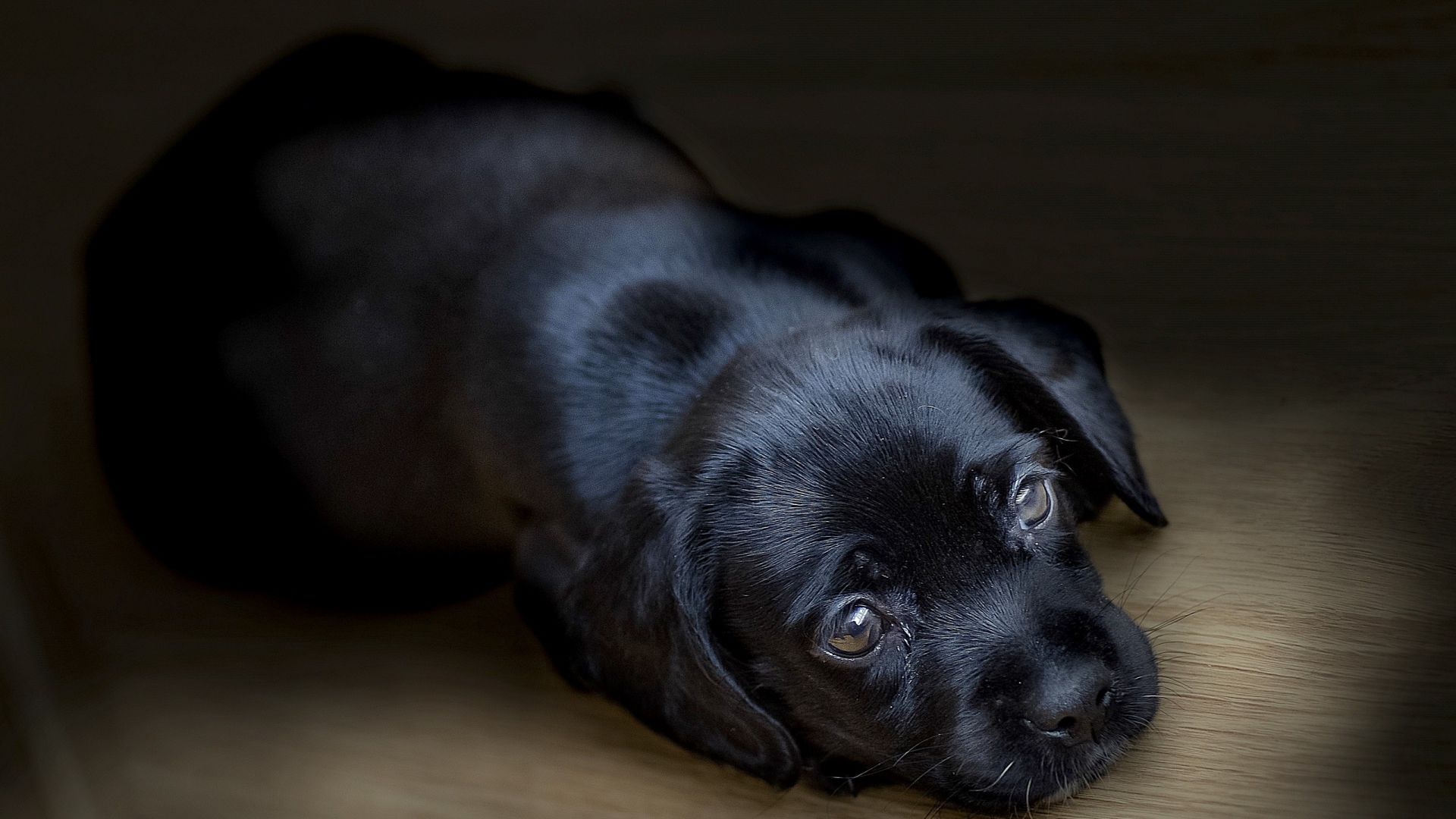 Wallpaper Black puppy dog