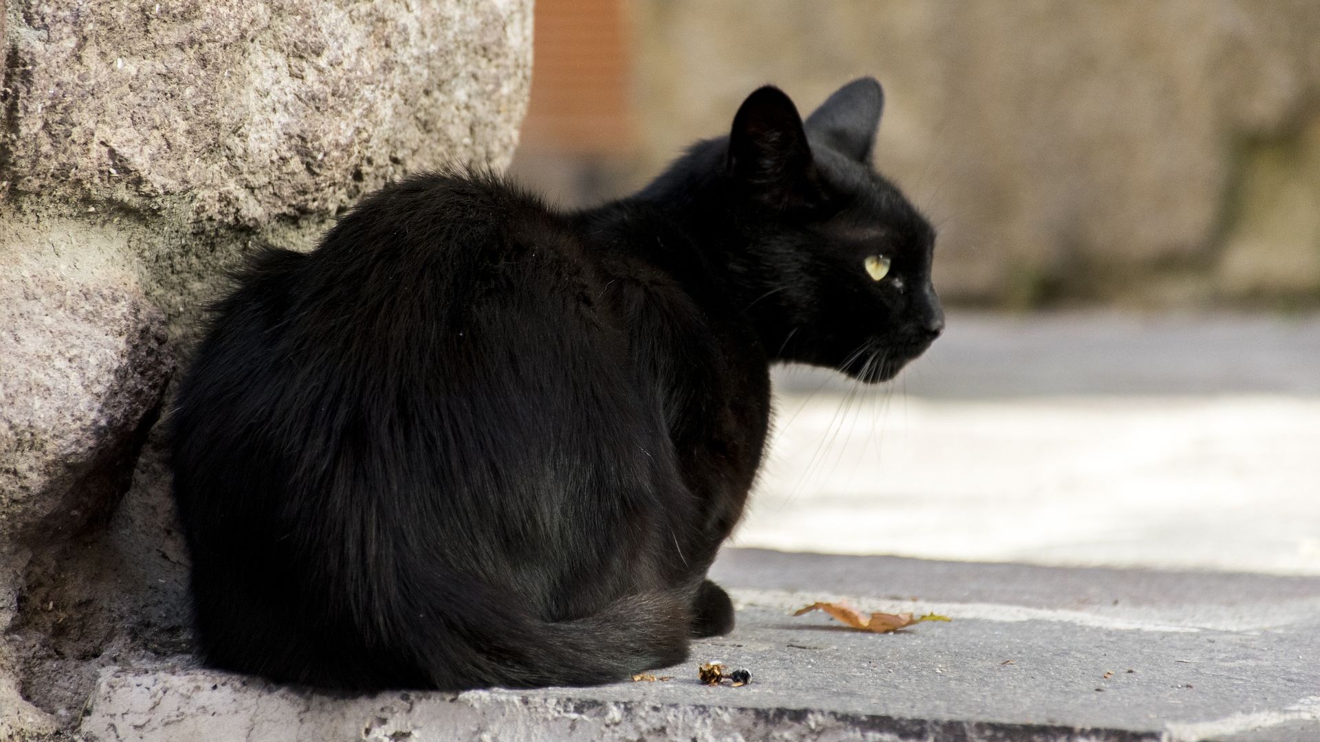 Wallpaper Black cat, sitting, pet animal