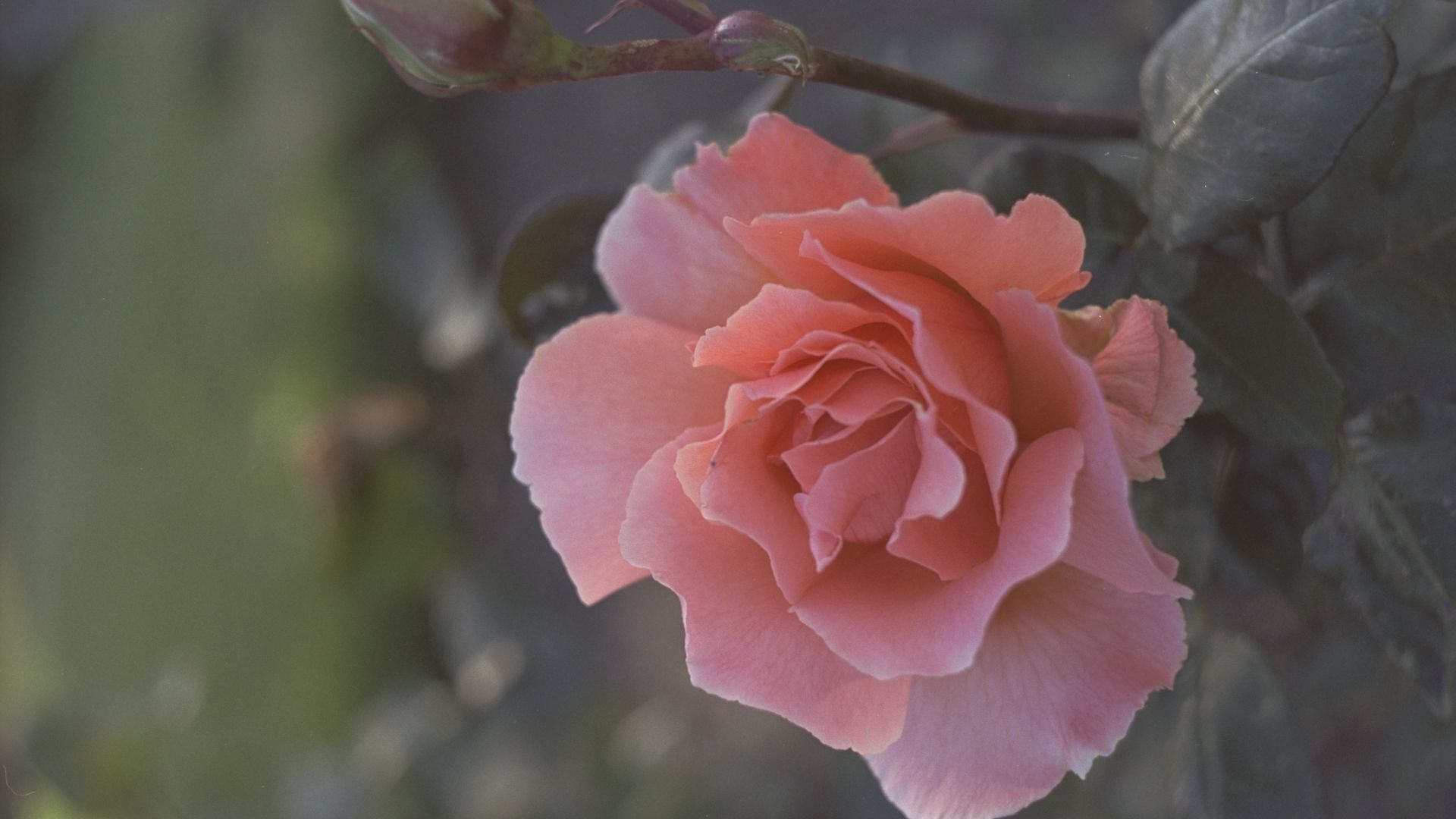 Wallpaper Pink rose flower, close up, bud