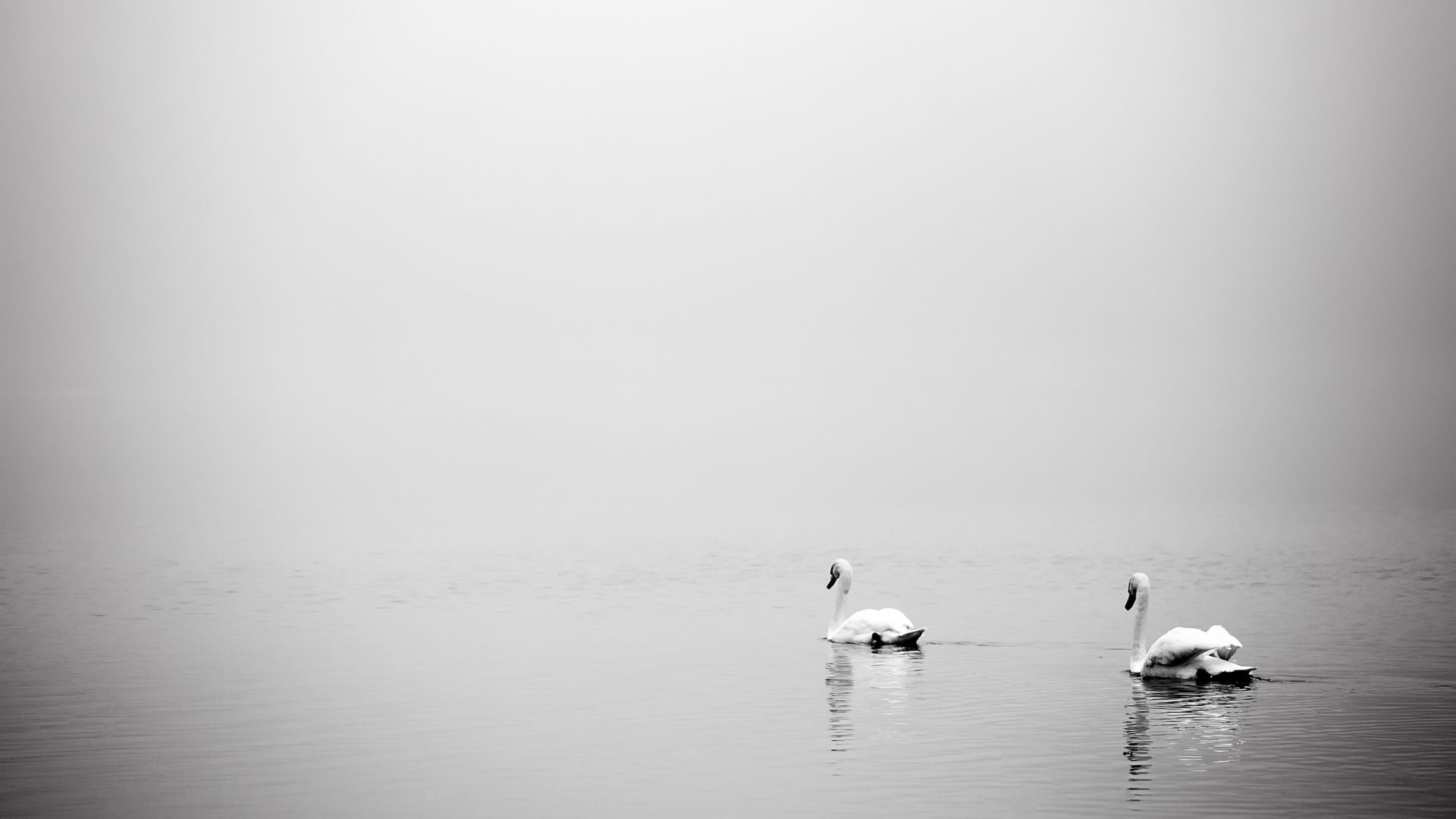 Wallpaper Swan birds, monochrome