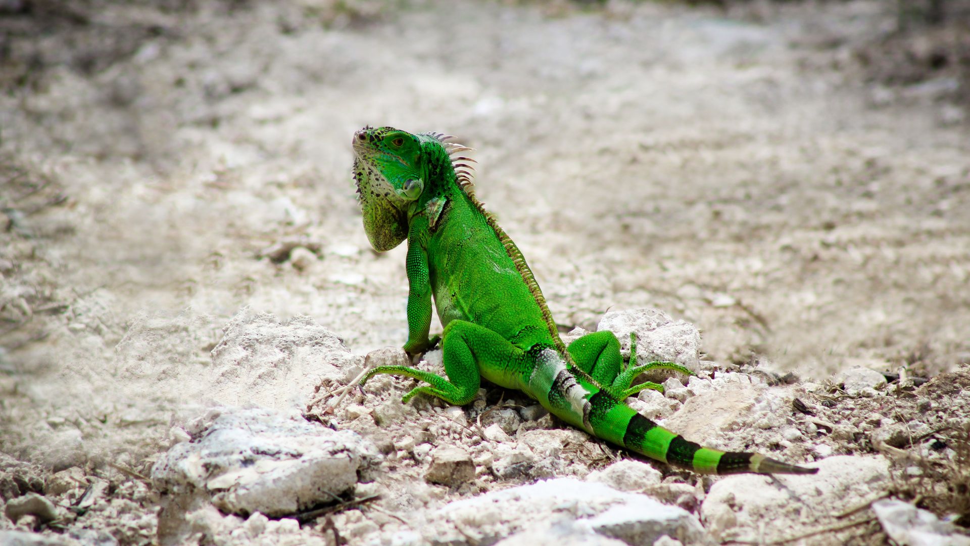 Wallpaper Iguana, green lizard, reptile, animal