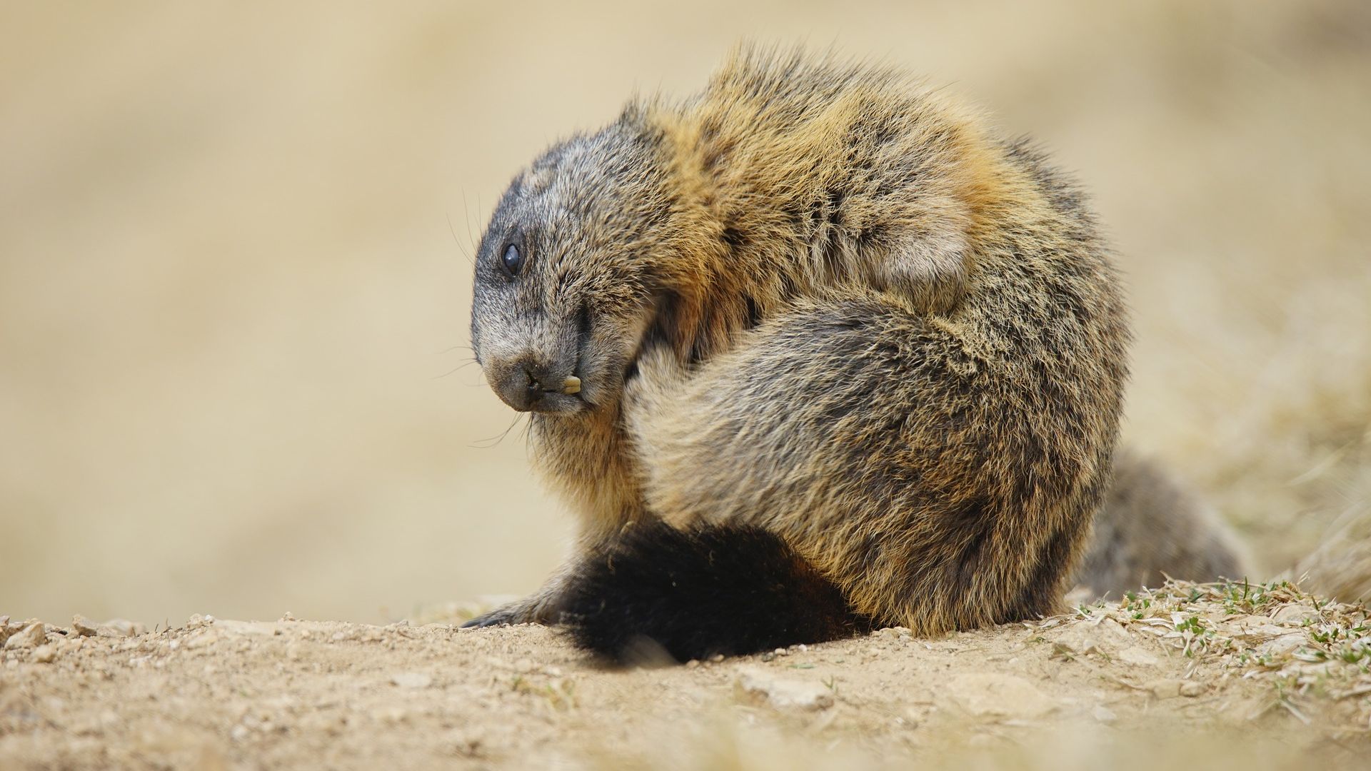 Wallpaper Marmot, rodent, animal, furry animal