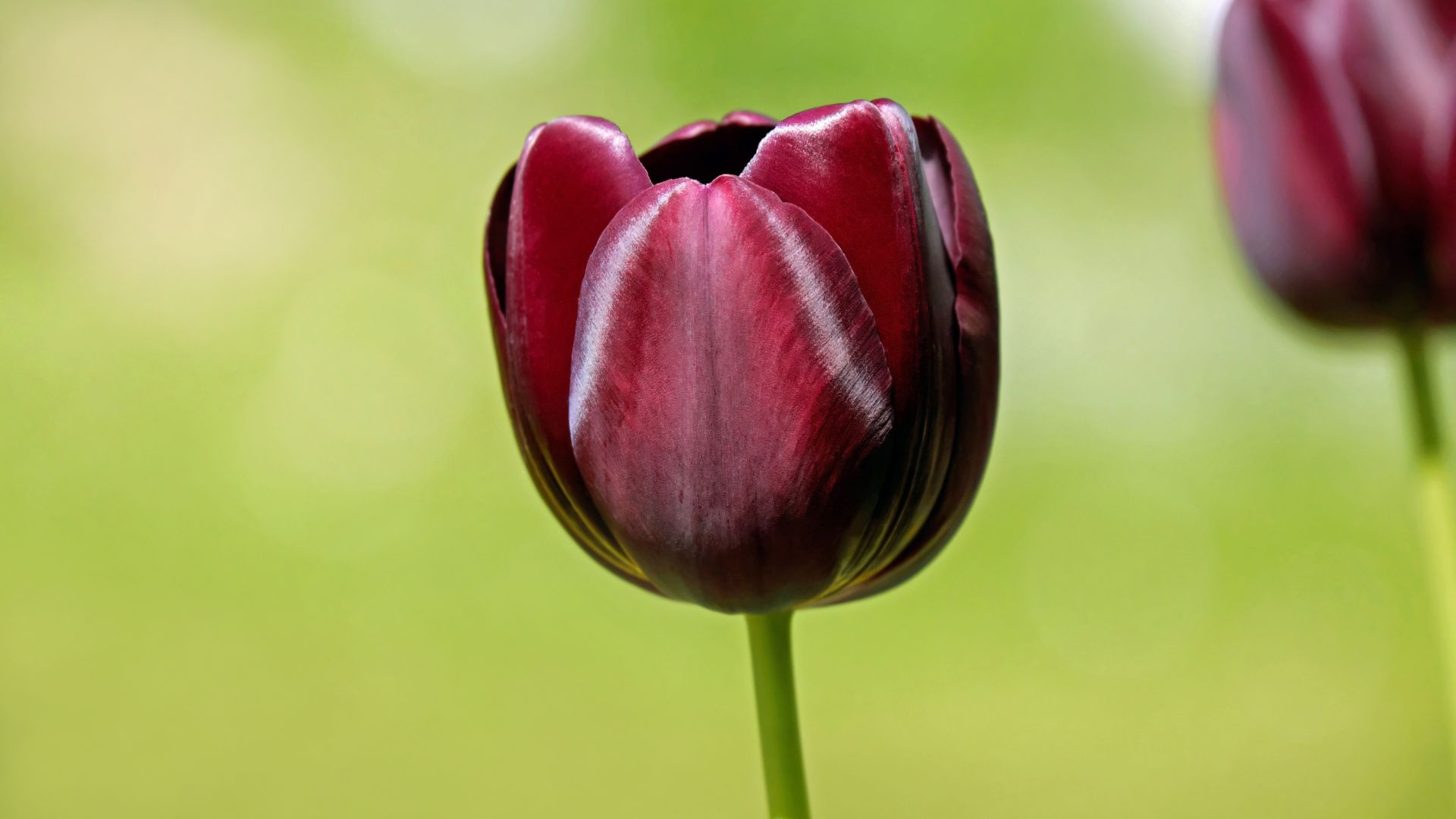 Wallpaper Tulip flower, close up, bud