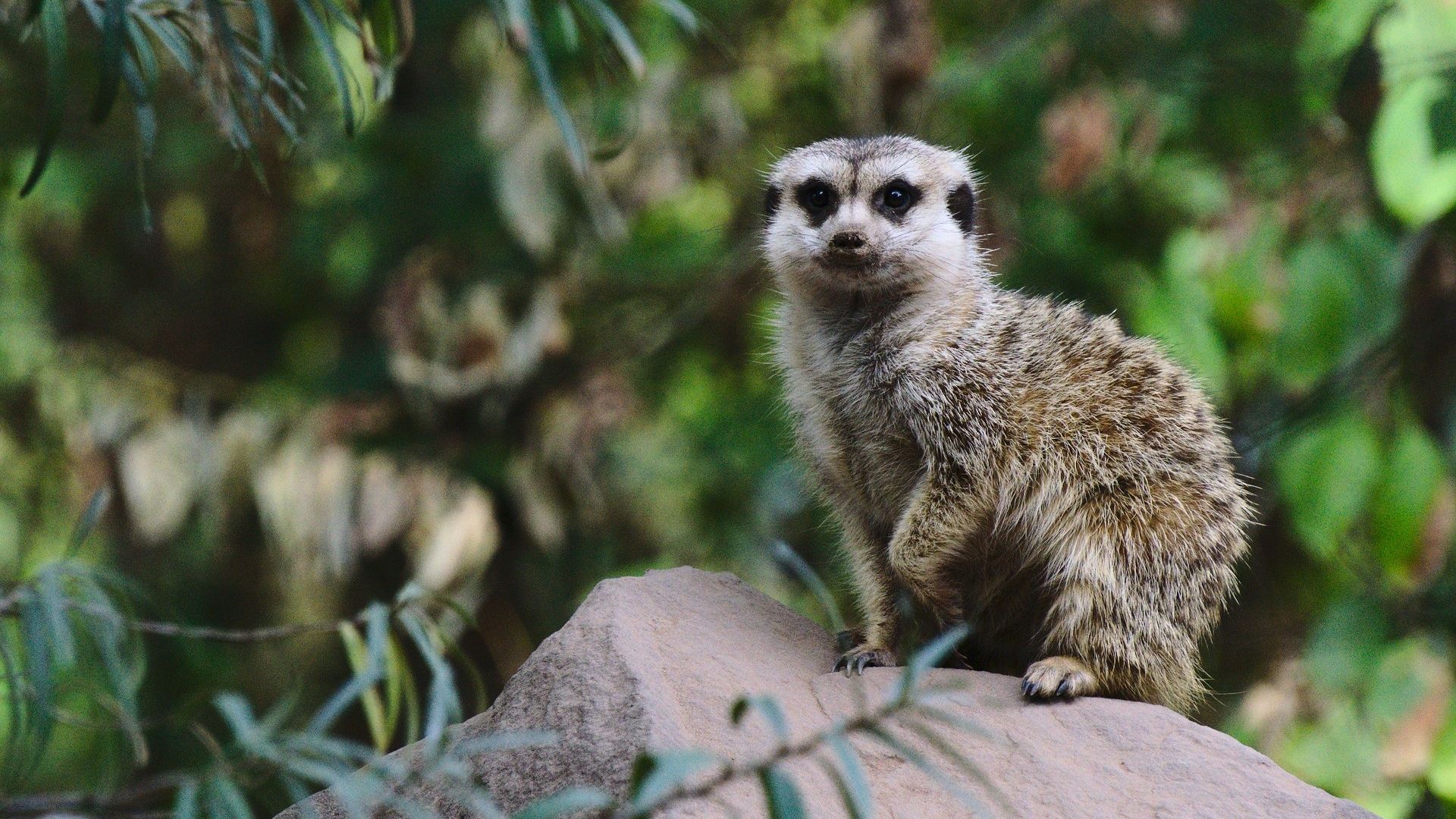 Wallpaper Meerkat, cute animal, zoo