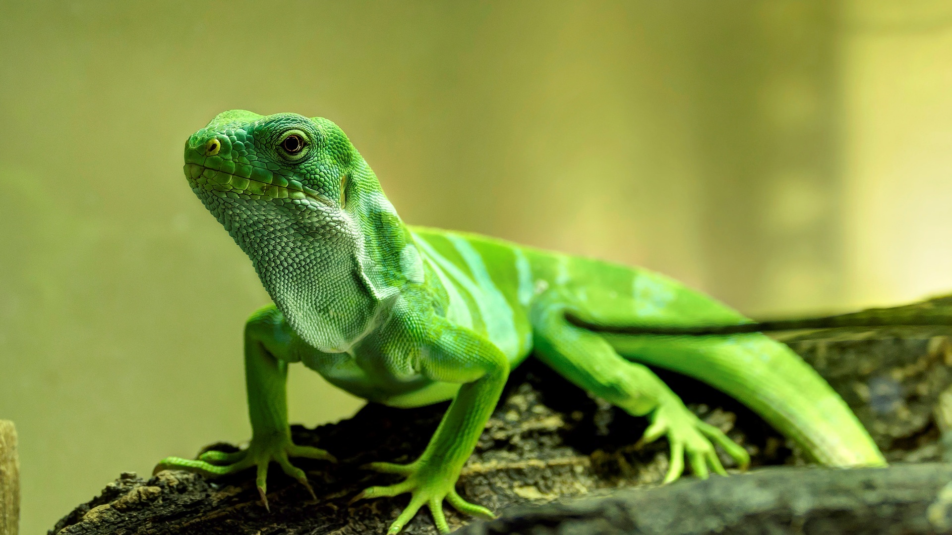 Wallpaper Green lizard, reptile, close up