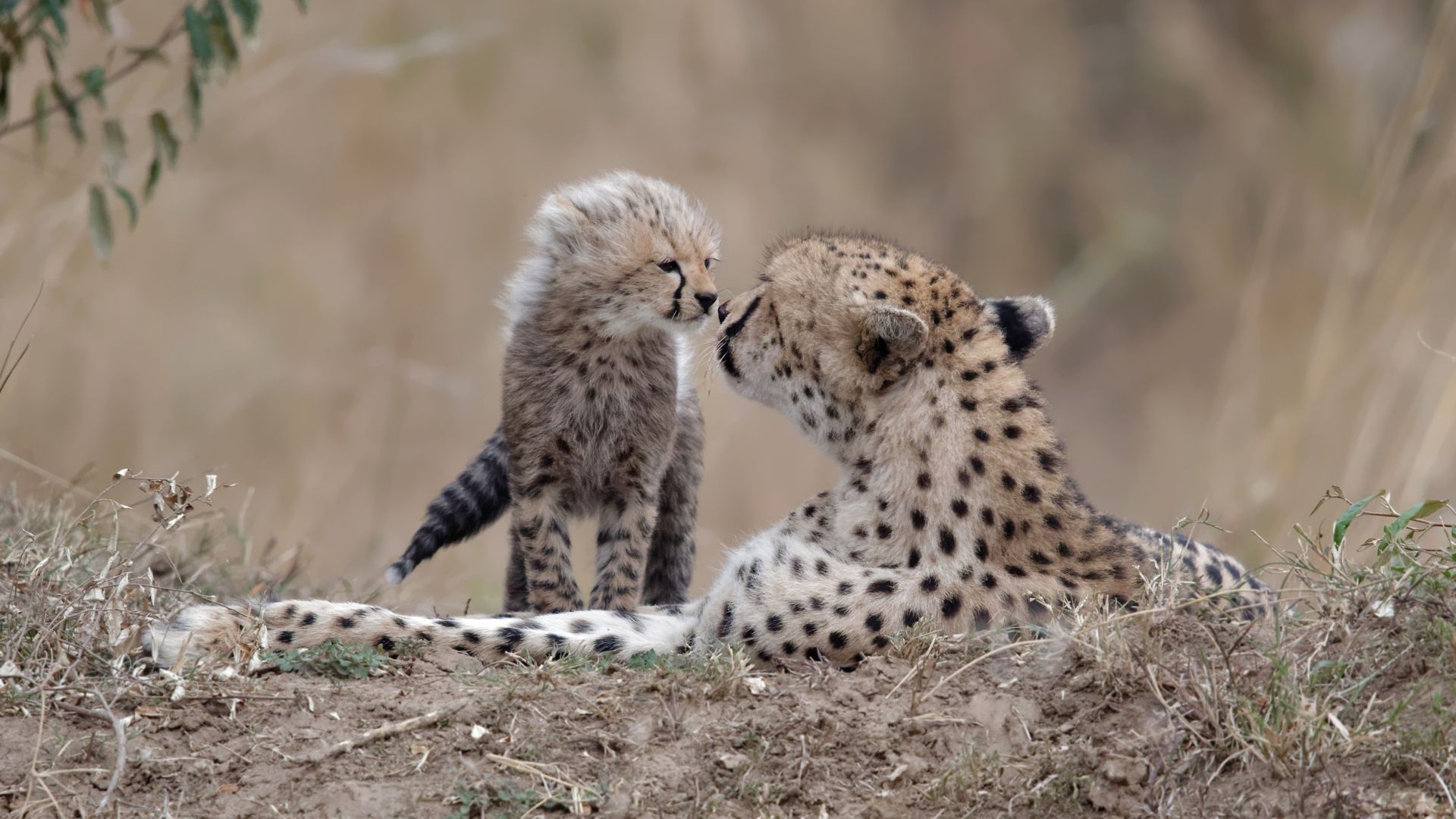 Wallpaper Cheetah, baby animal, predator, play