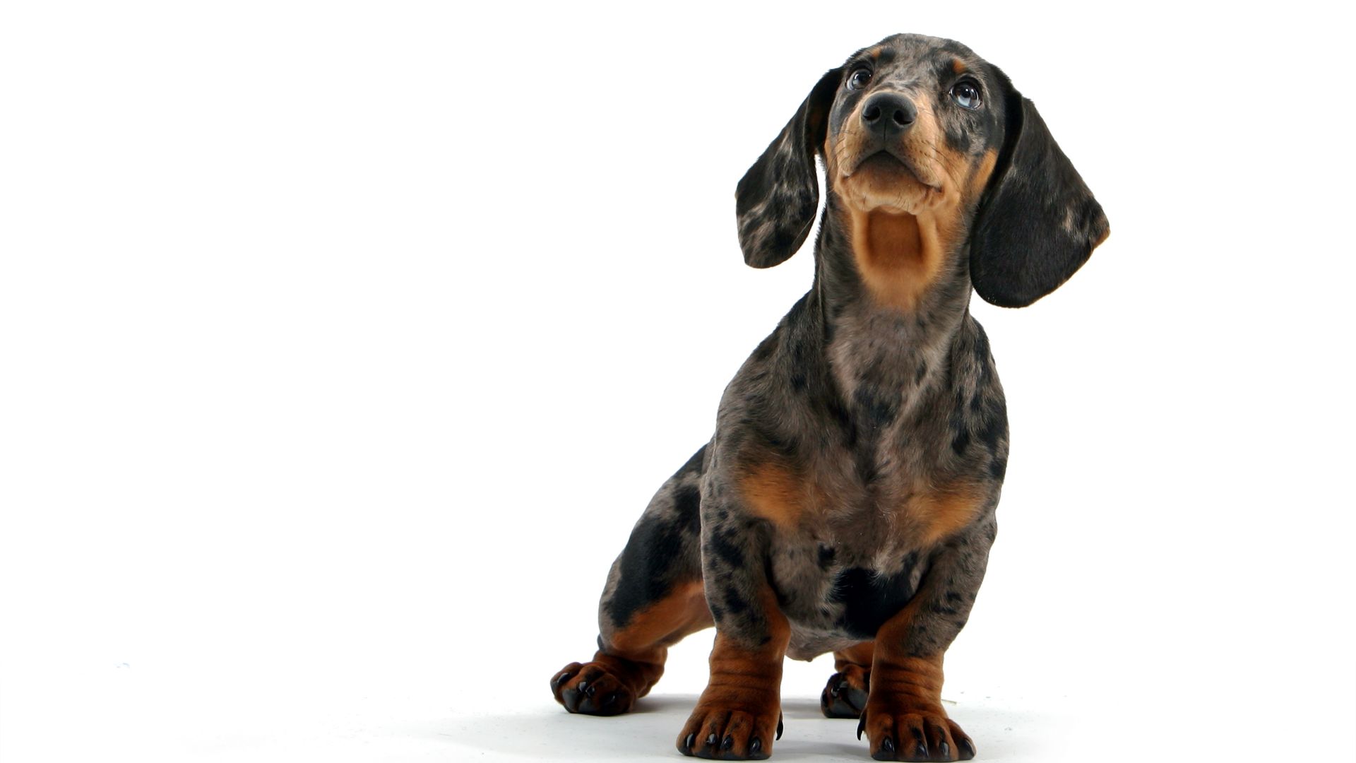 Wallpaper Cute Dachshund dog animal