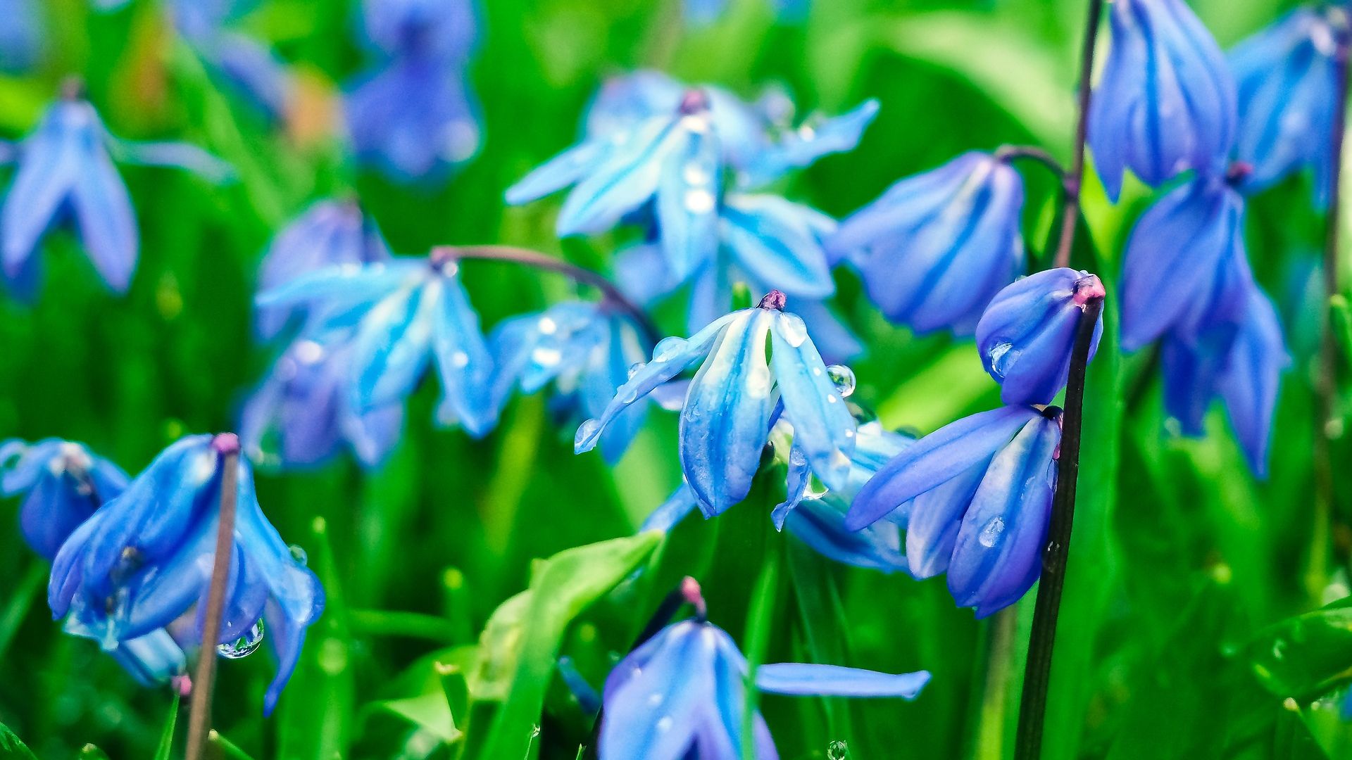 Wallpaper Bluebell flowers, drops, spring