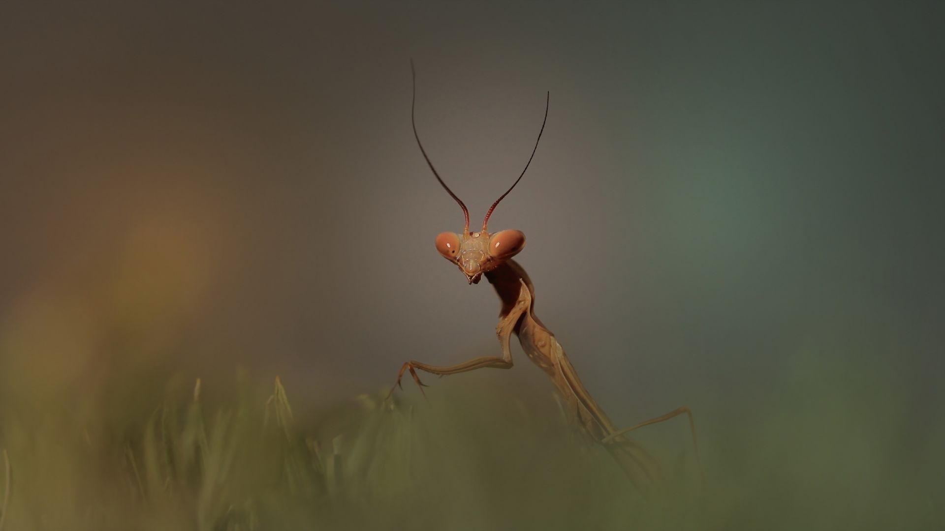 Wallpaper Mantis, insects, grass, close up