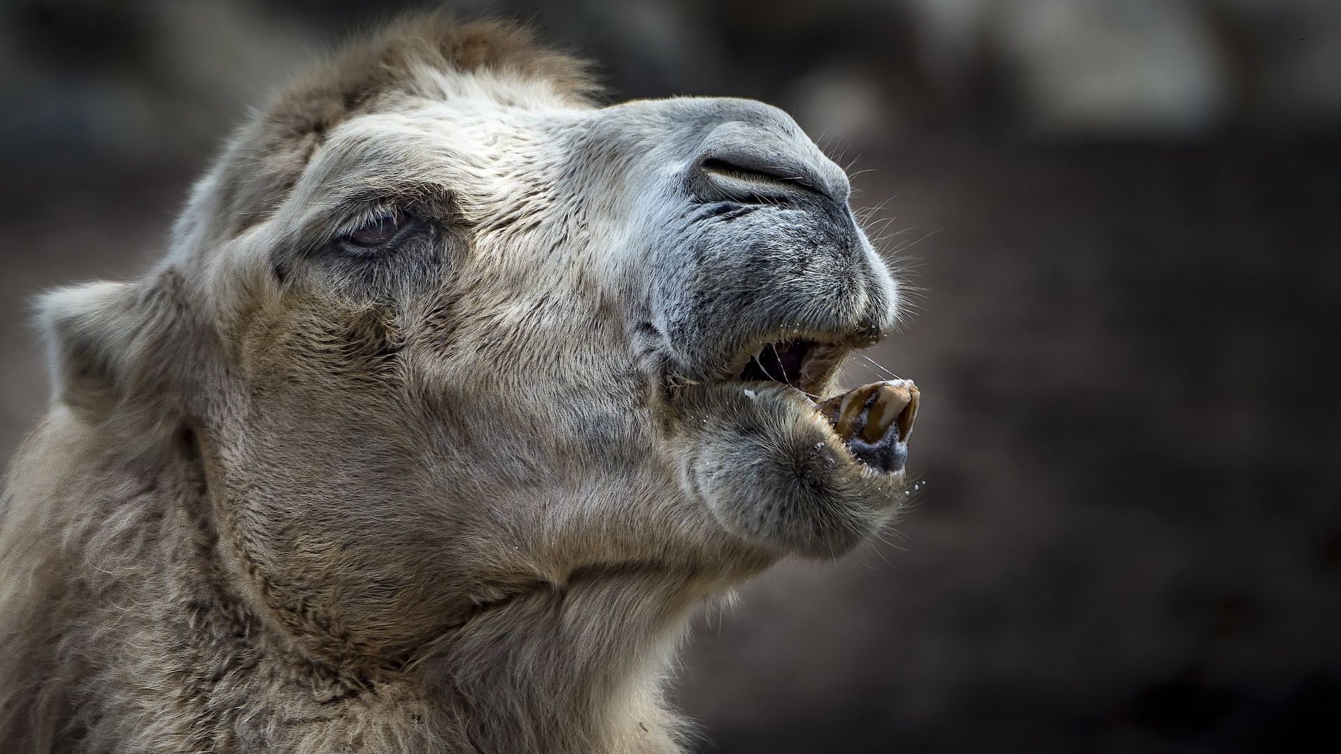 Wallpaper Camel, animal, muzzle