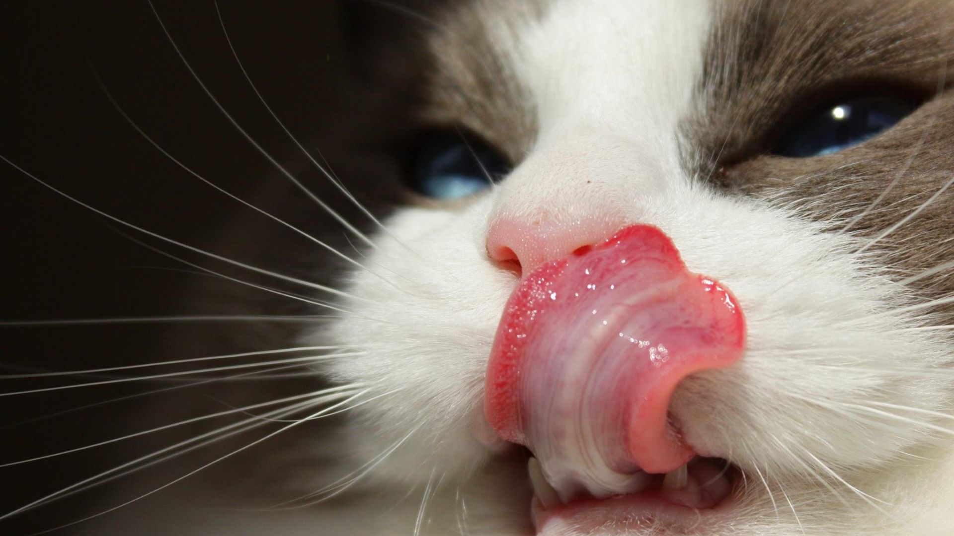 Wallpaper Cat, muzzle, eyes, tongue