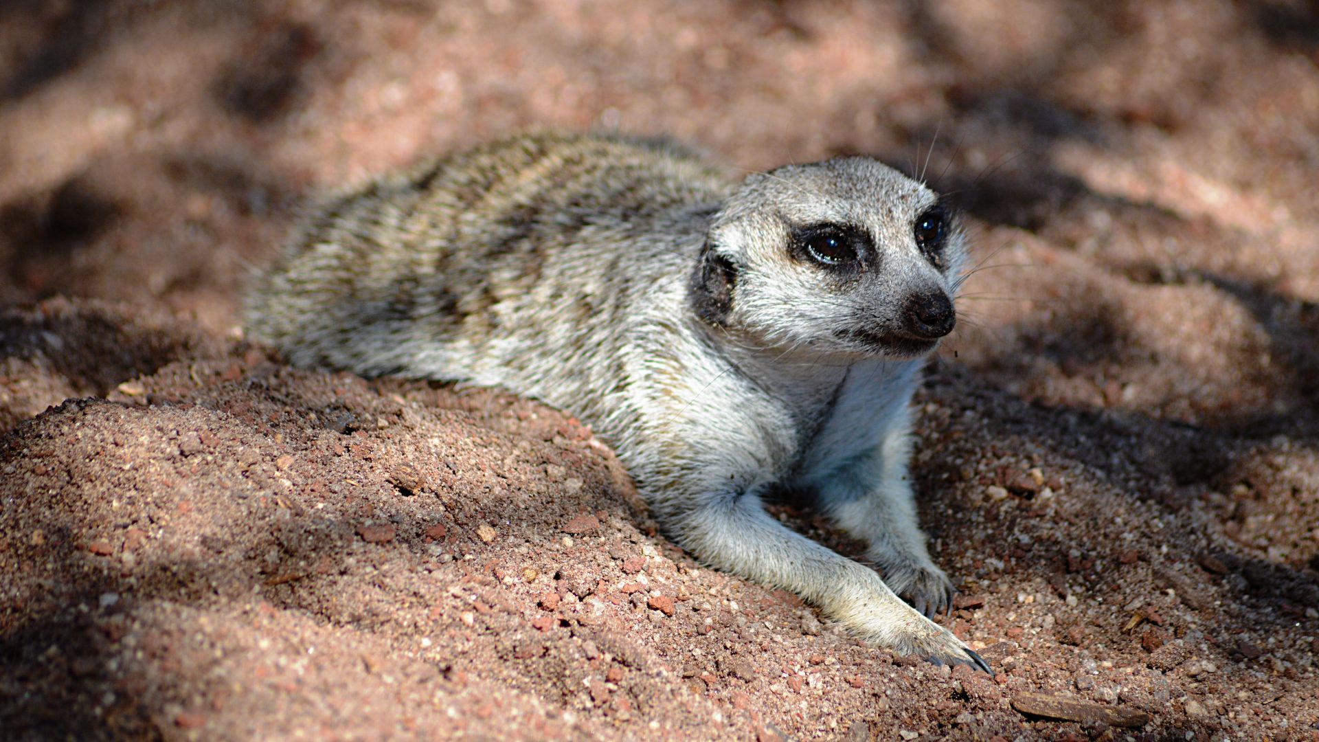 Wallpaper Meerkat lying in sand animal