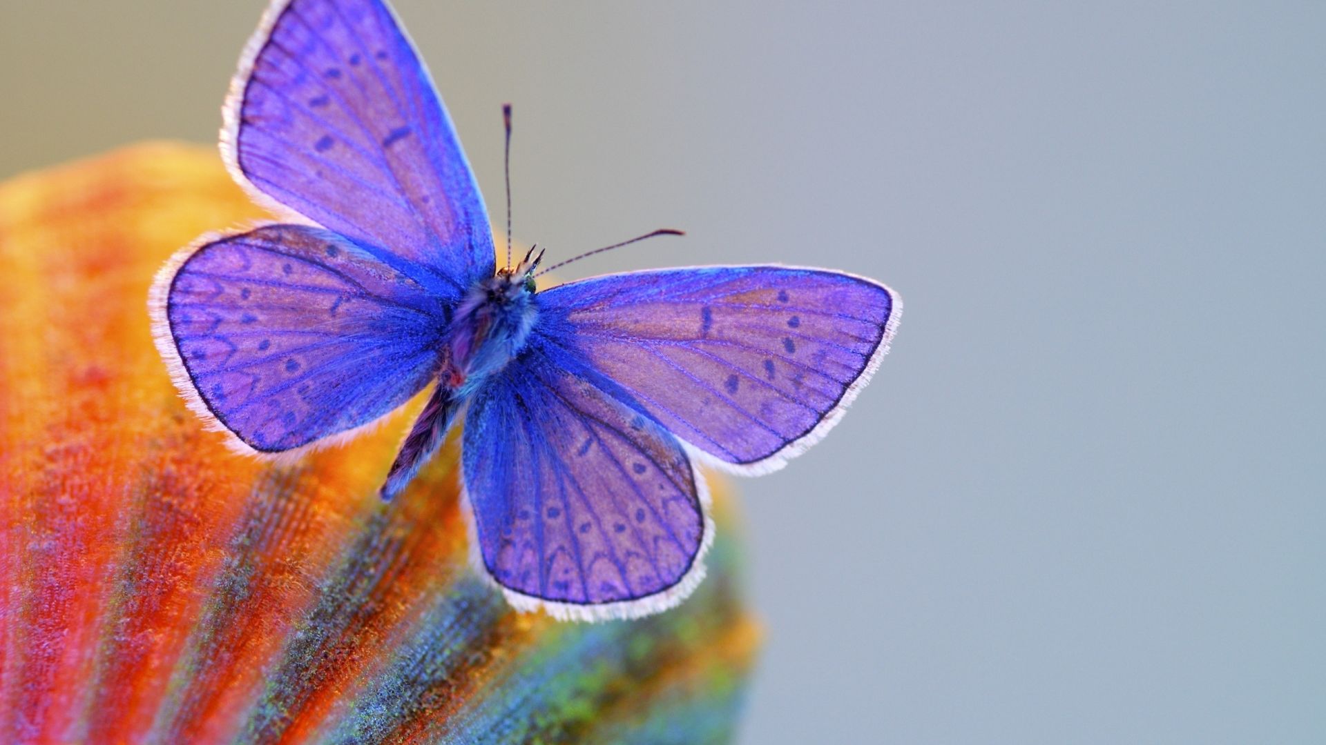 Wallpaper Blue Butter fly insect, close up