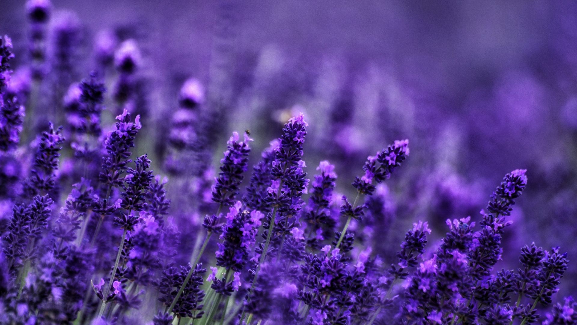 Desktop Wallpaper Blur Lavender Flowers Flowers Field Meadow Hd