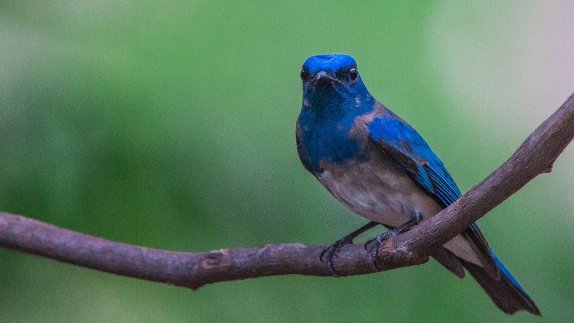 Wallpaper Flycatcher, blue bird, tree branch