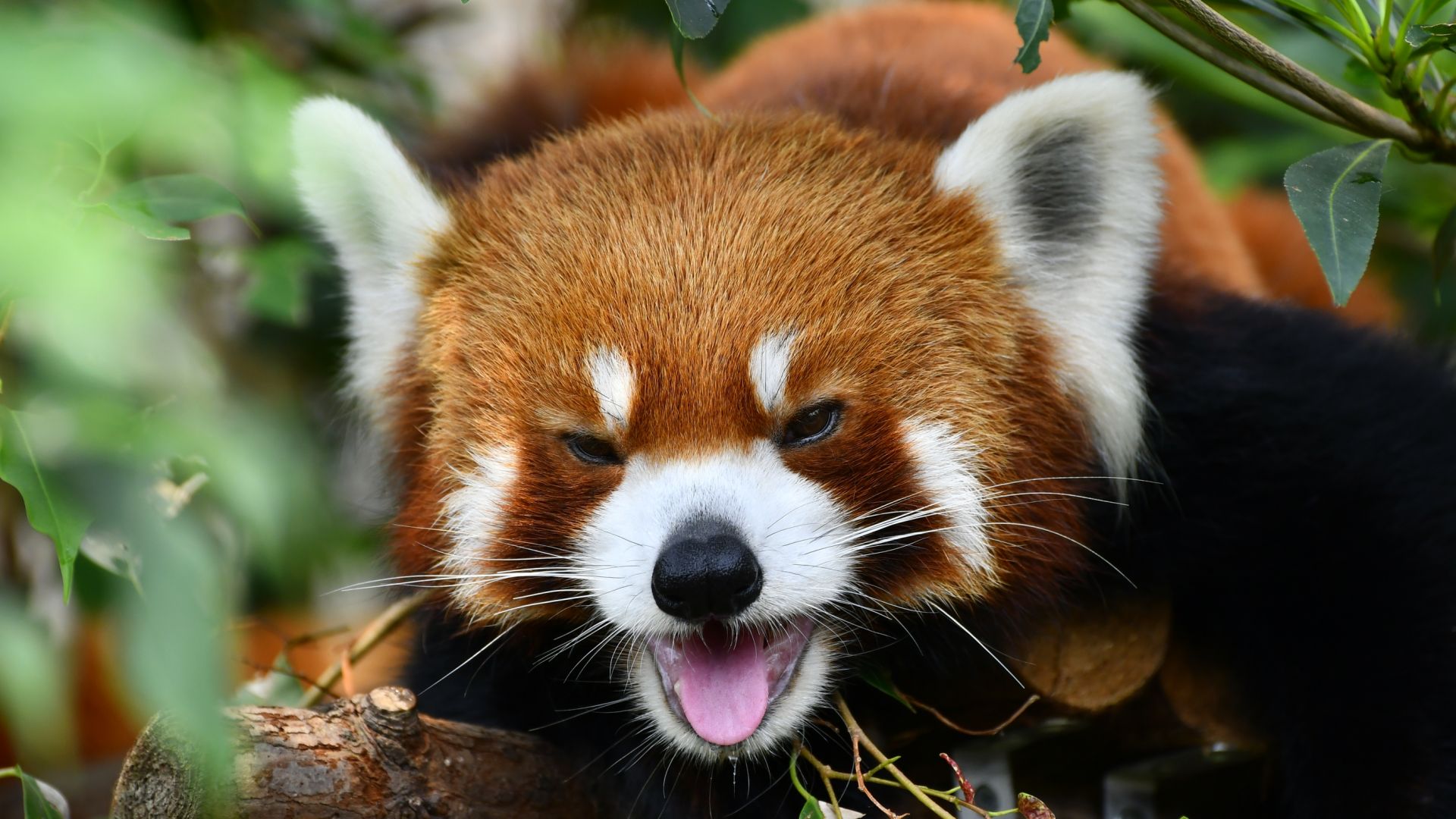 Desktop Wallpaper Happy Red Panda Animals, Hd Image, Picture, Background,  Mtwjnw