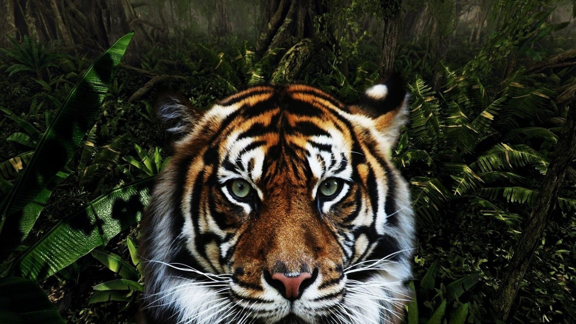 Wallpaper King of jungle tiger