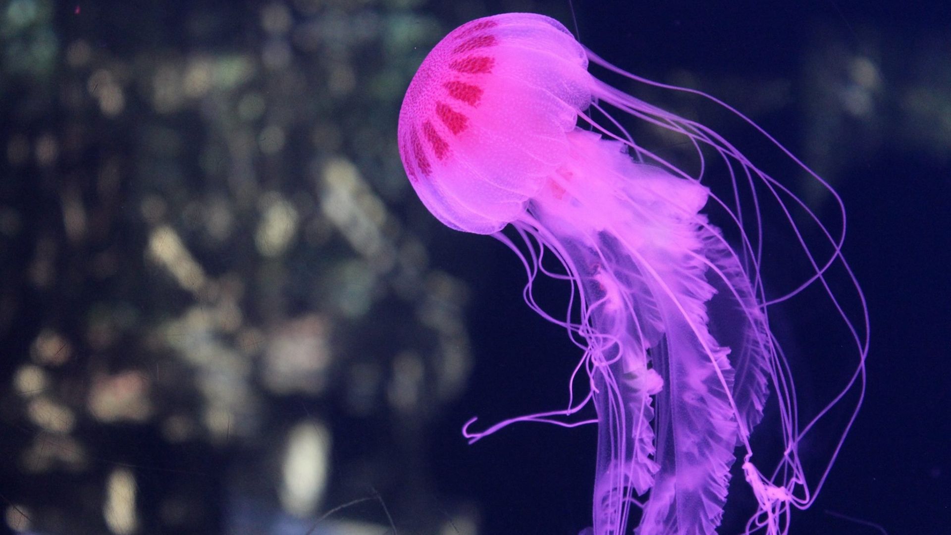 Wallpaper Jellyfishm pink fish, underwater