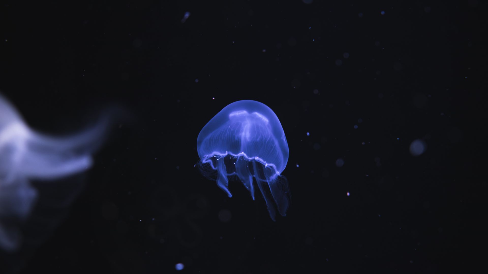 Wallpaper Blue jellyfish, underwater, fish, dark