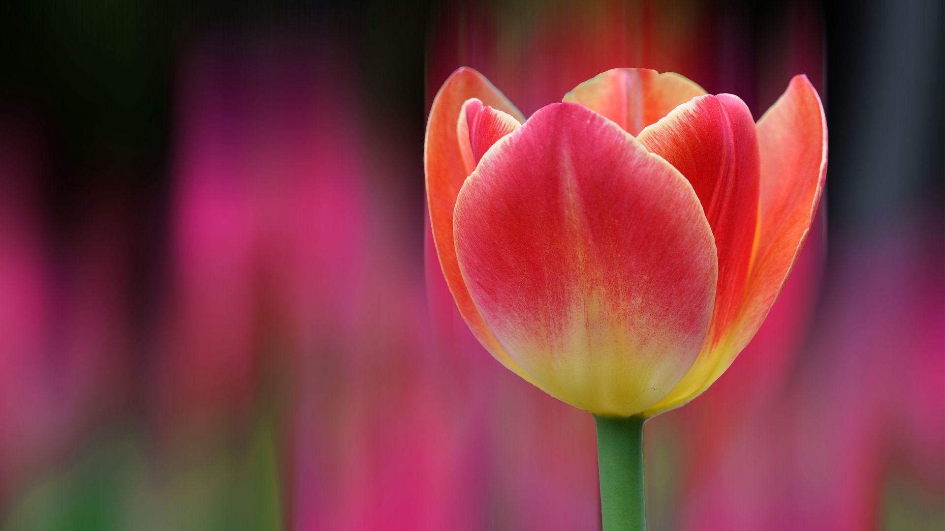 Desktop Wallpaper Orange Tulip Flower Close Up Hd Image Picture Background Mwkqcd