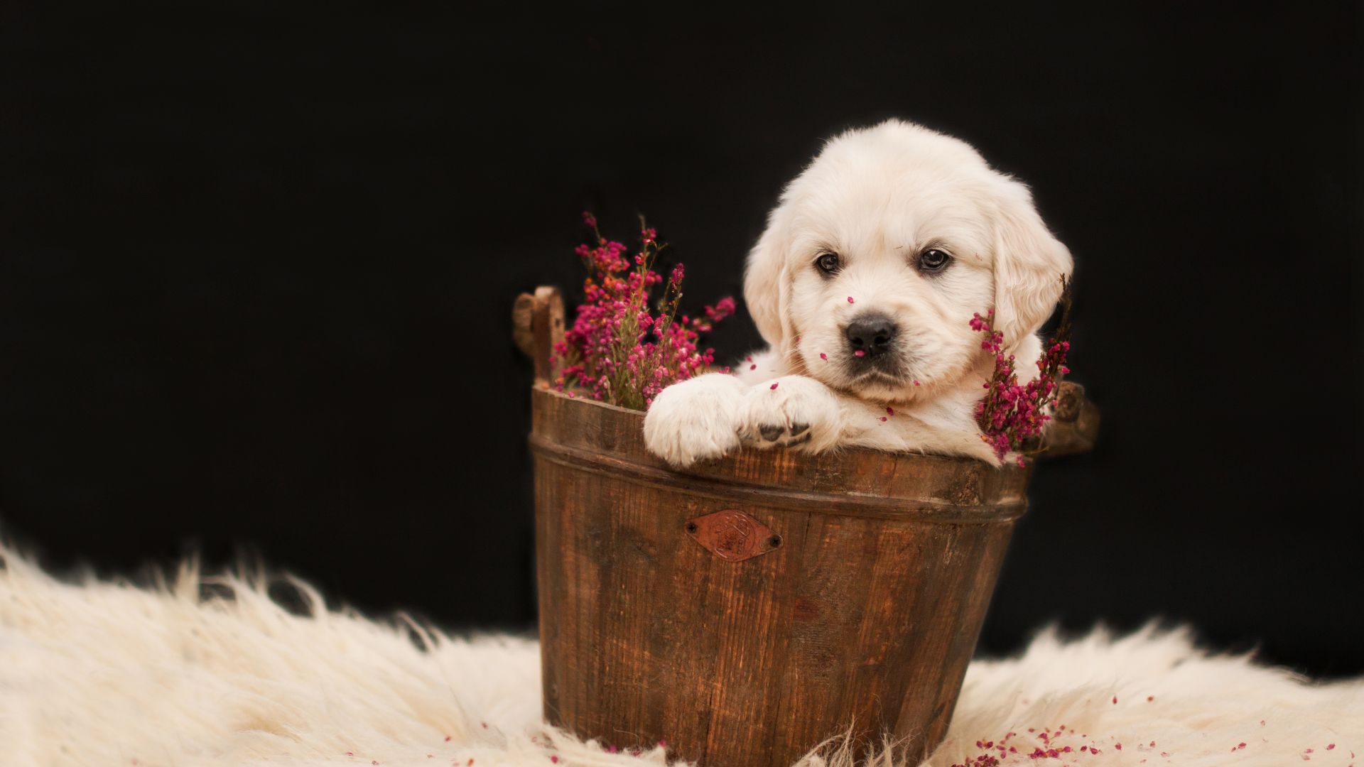 Wallpaper Golden Retriever, puppy, basket, flowers, cute