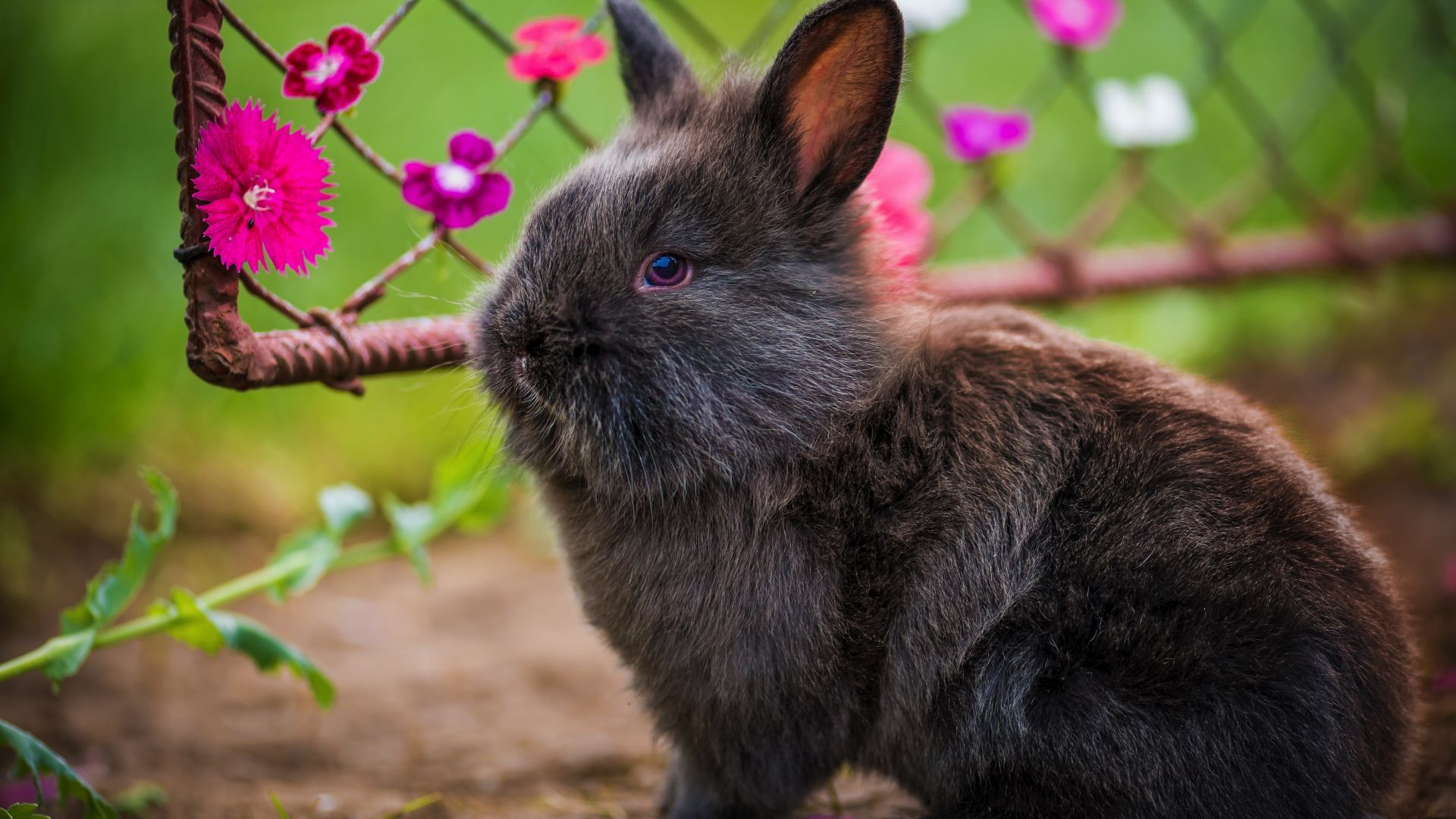 Wallpaper Fluffy rabbit, cute black animal