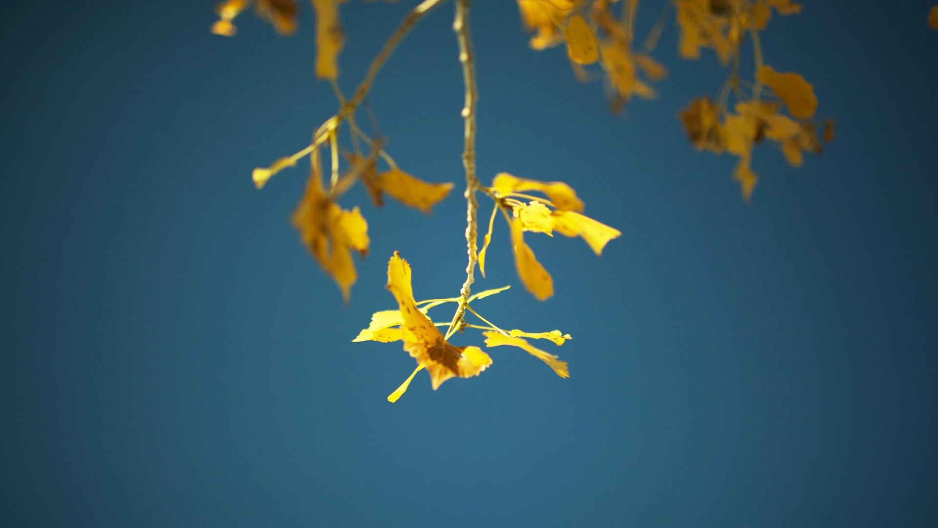 Wallpaper Yellow leaves, tree branch, autumn