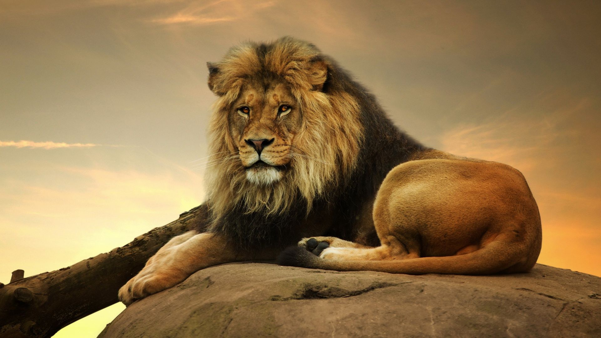 Wallpaper Lion, king of animals, predator, sit