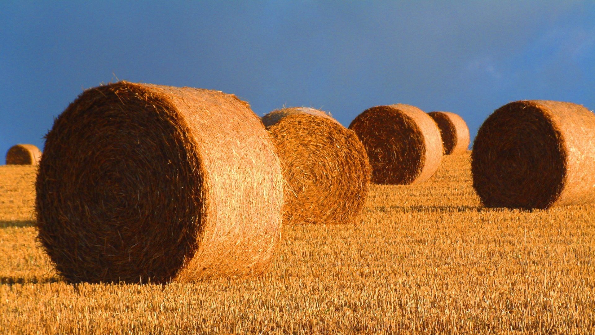 Wallpaper Harvest, hays, wheat field