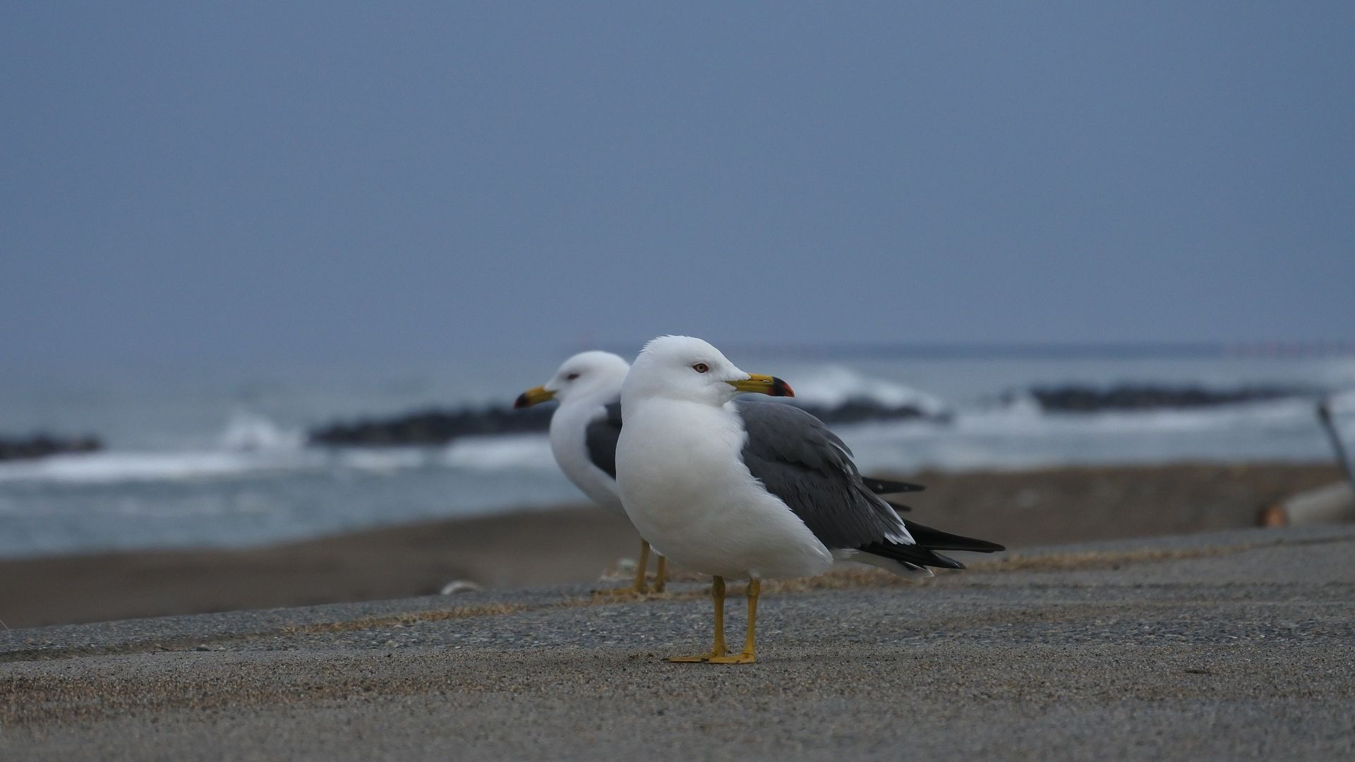 Wallpaper Seagulls bird at beach